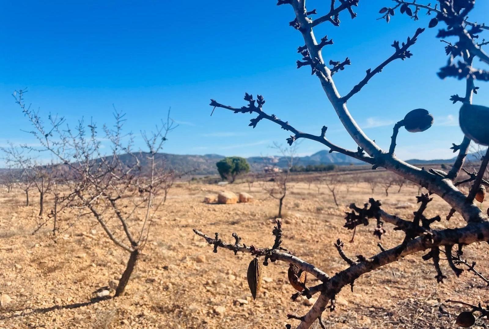 Terreno cerca de Pinoso, Alicante, 150.000 m2 con permiso para construir vallas de lujo hasta 1500 m2