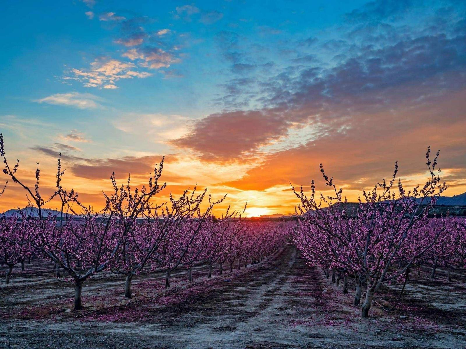Terreno cerca de Pinoso, Alicante, 150.000 m2 con permiso para construir vallas de lujo hasta 1500 m2