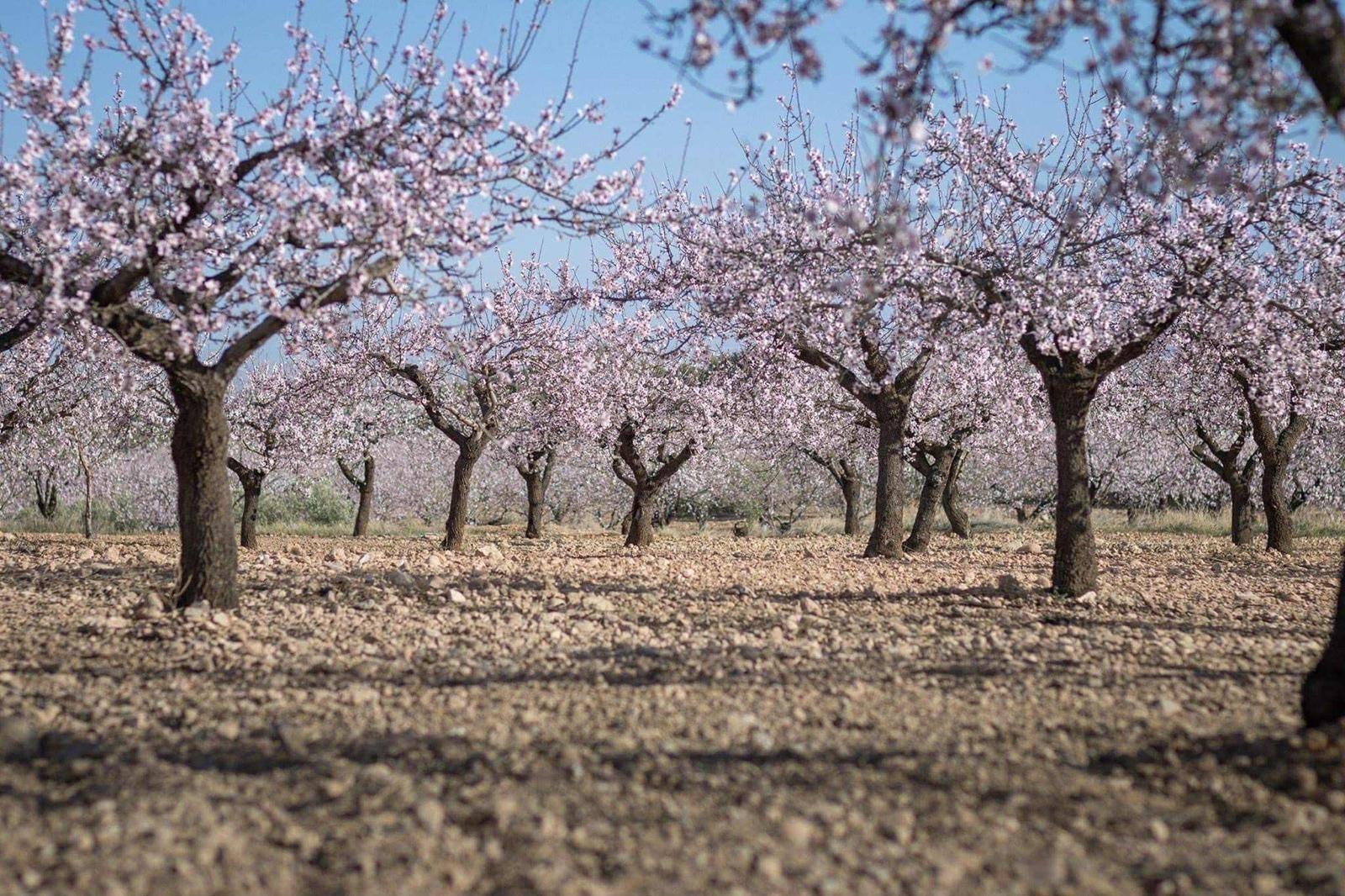 Terreno cerca de Pinoso, Alicante, 150.000 m2 con permiso para construir vallas de lujo hasta 1500 m2