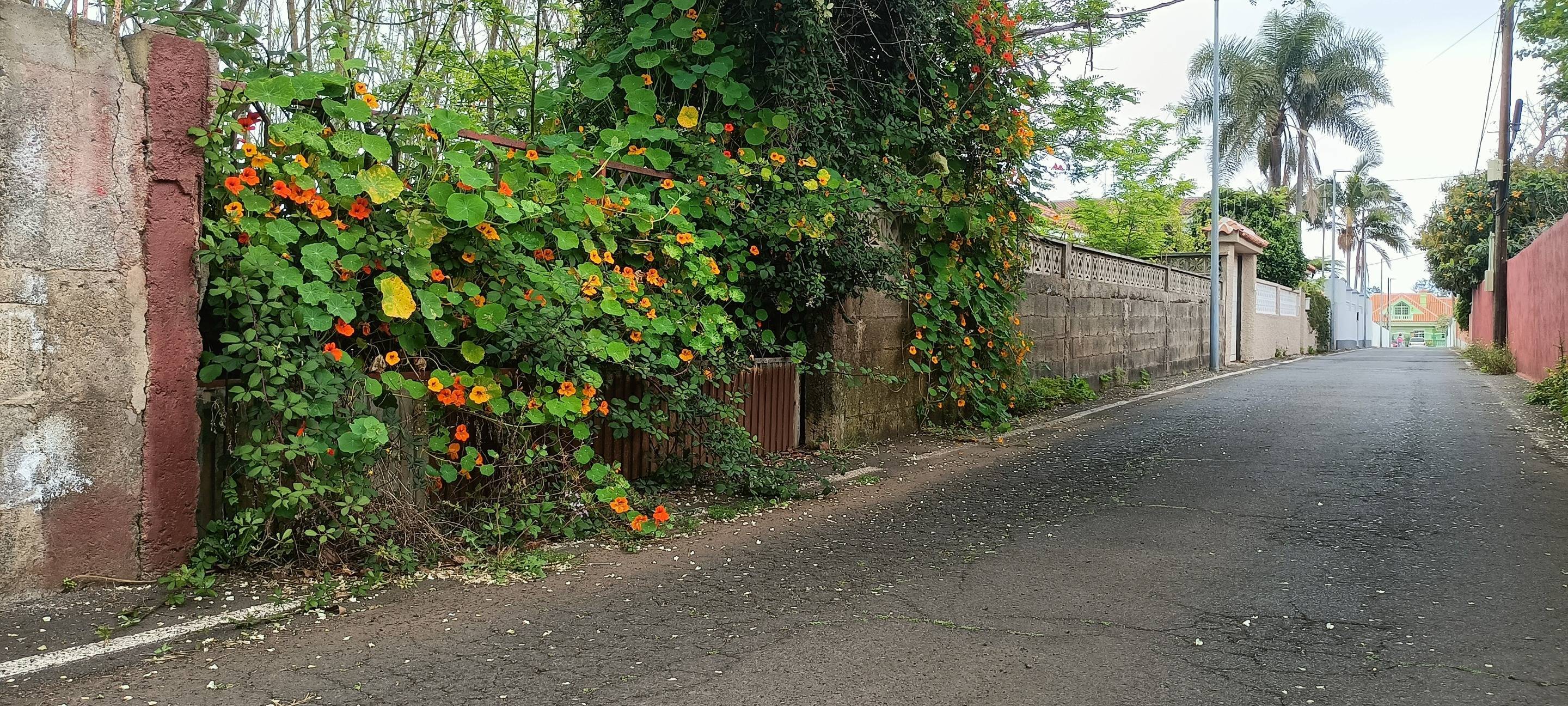 Fincas y solares-Venta-San CristÃ³bal de La Laguna-1747616-Foto-16