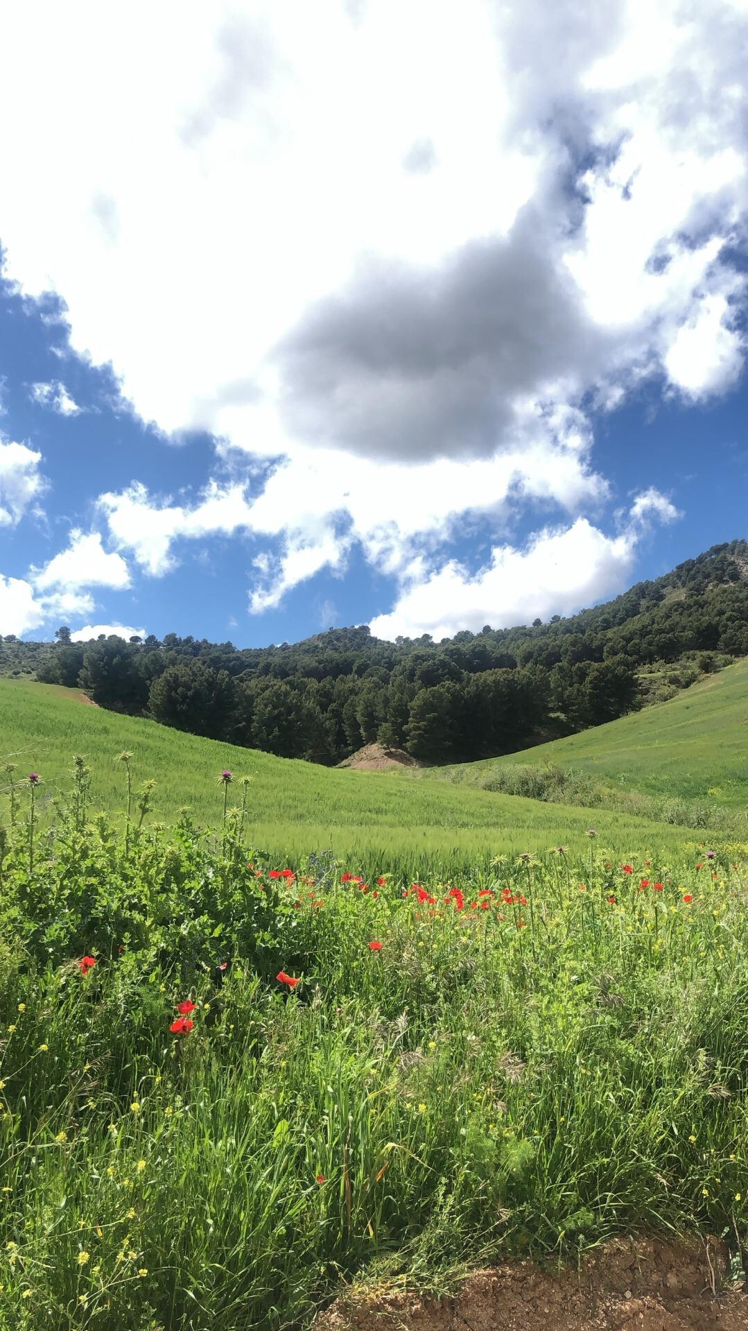 Impresionante finca edificable cerca de Málaga
