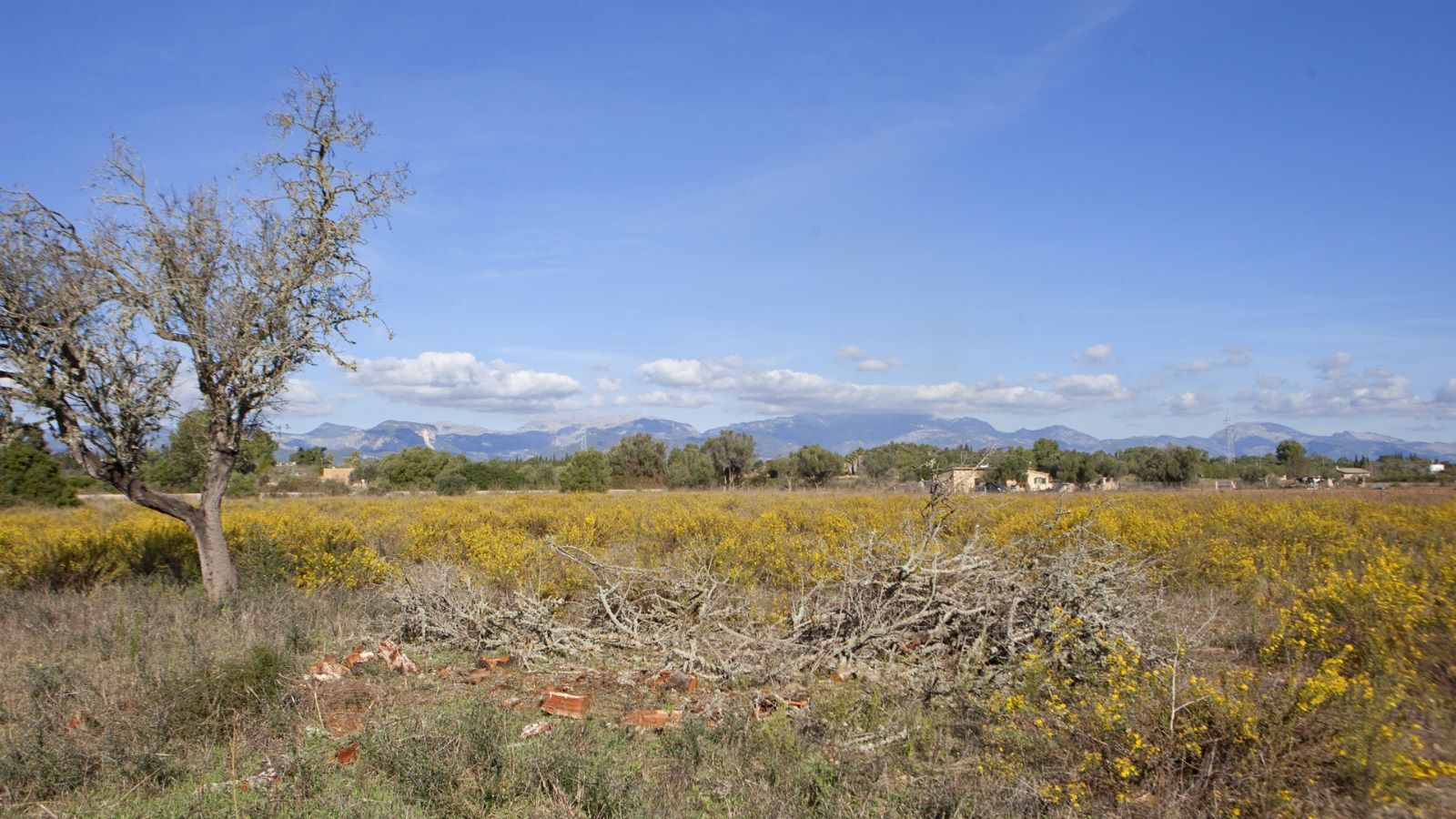 Terreno en Sencelles de 28.000 m2 con licencia de obra y vistas a la Tramuntana