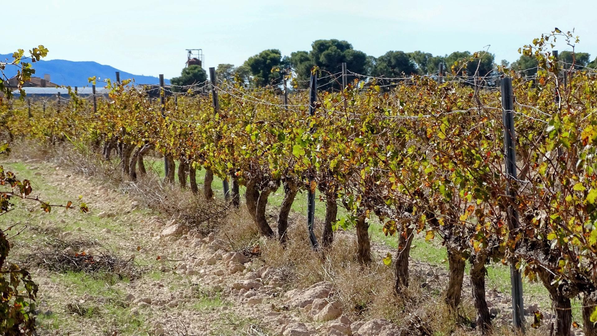 Finca de viñedos en la Toscana Valenciana.