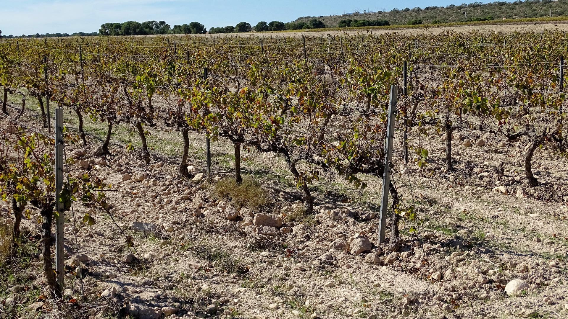 Finca de viñedos en la Toscana Valenciana.
