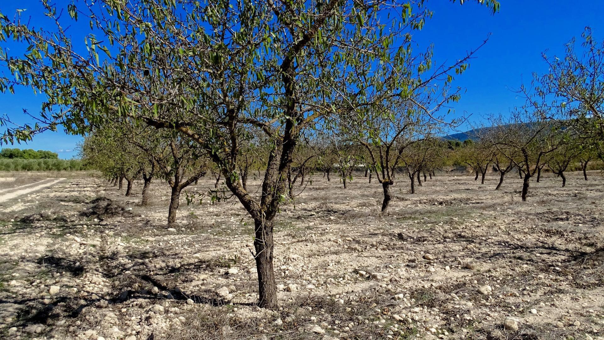Finca de viñedos en la Toscana Valenciana.