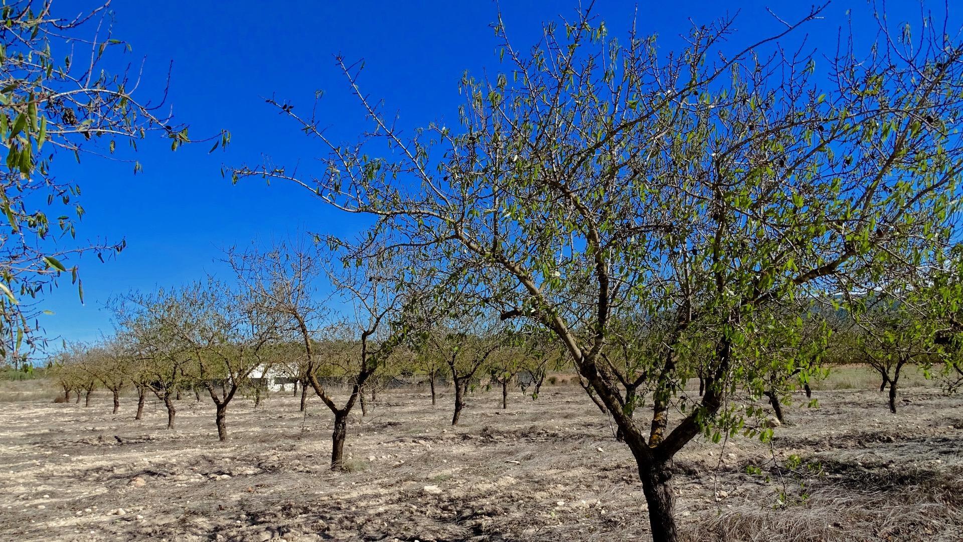 Finca de viñedos en la Toscana Valenciana.