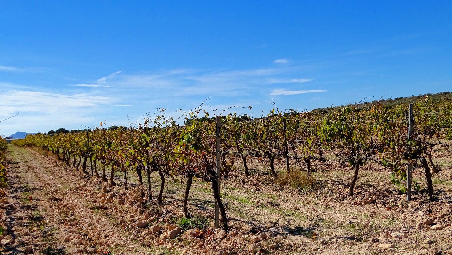 Finca de viñedos en la Toscana Valenciana.