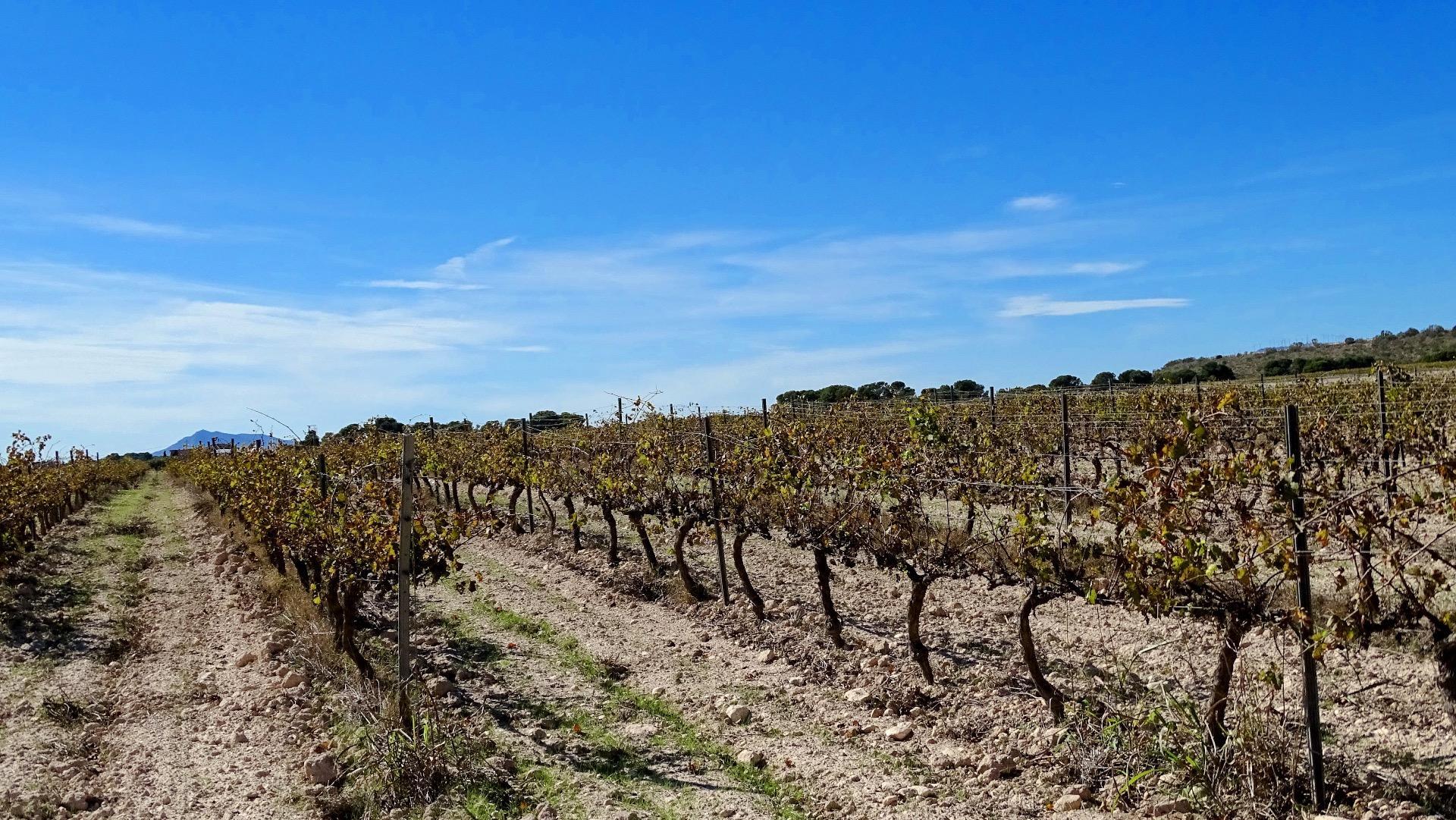 Finca de viñedos en la Toscana Valenciana.