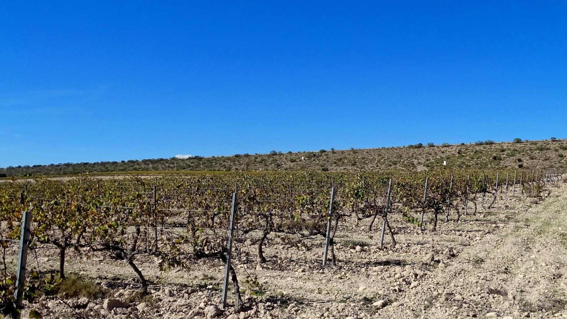 Finca de viñedos en la Toscana Valenciana.