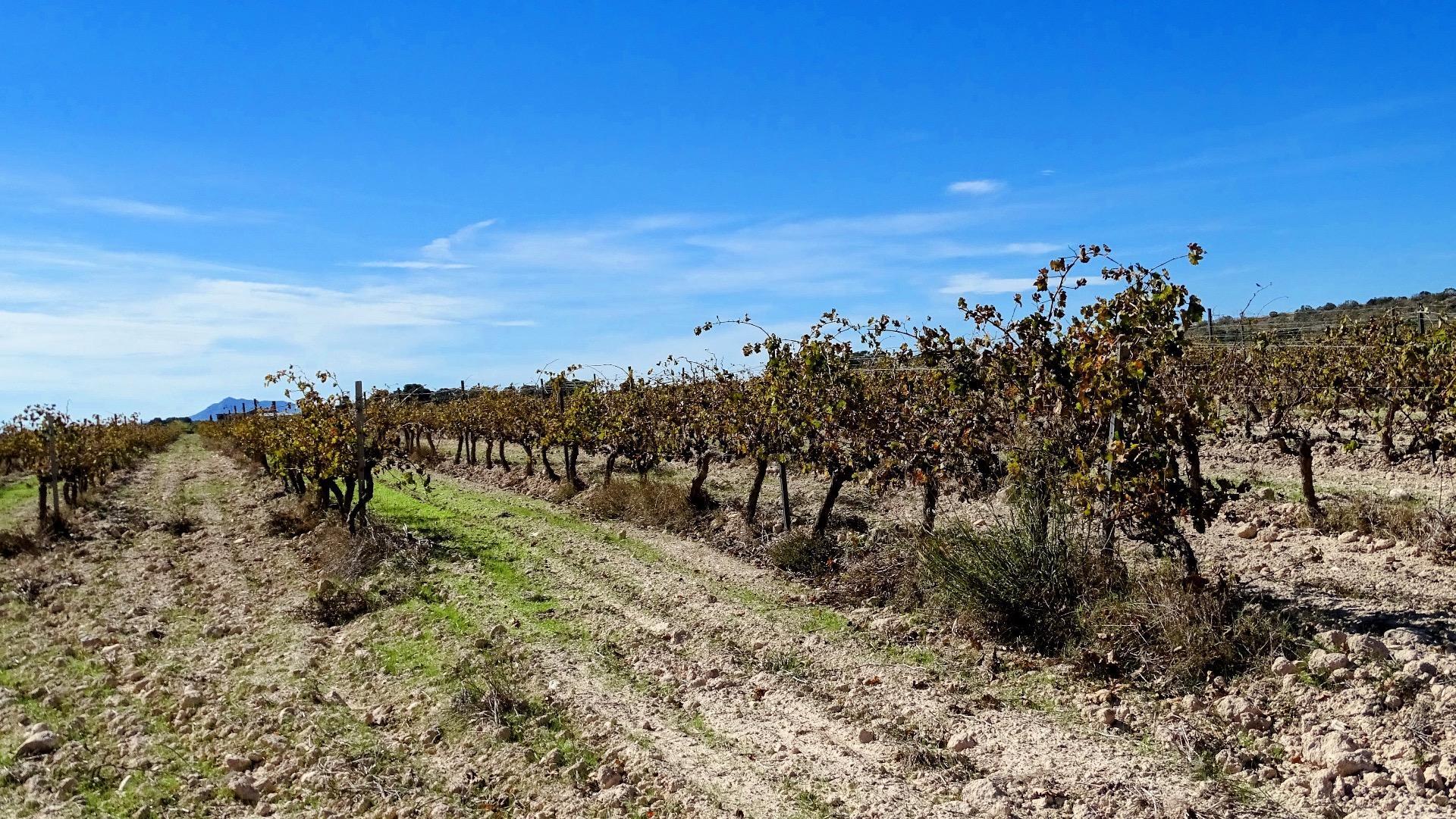 Finca de viñedos en la Toscana Valenciana.