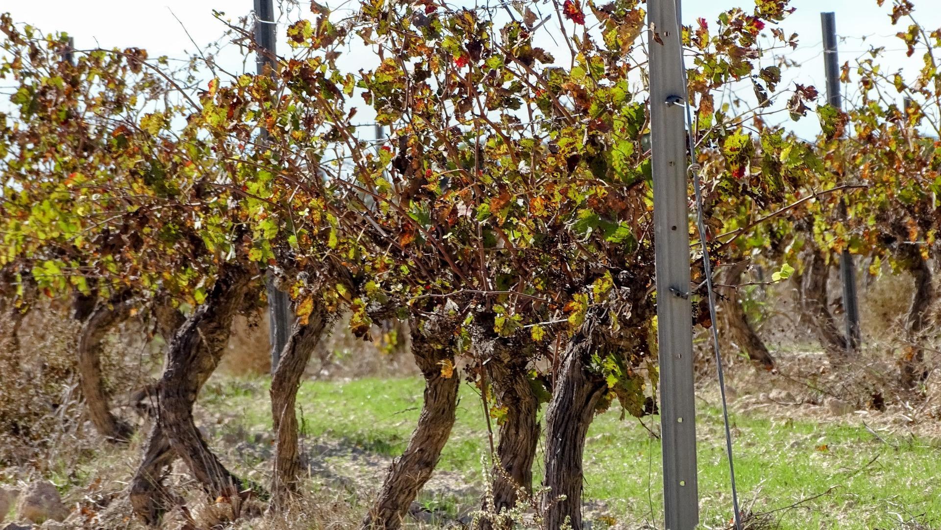 Finca de viñedos en la Toscana Valenciana.