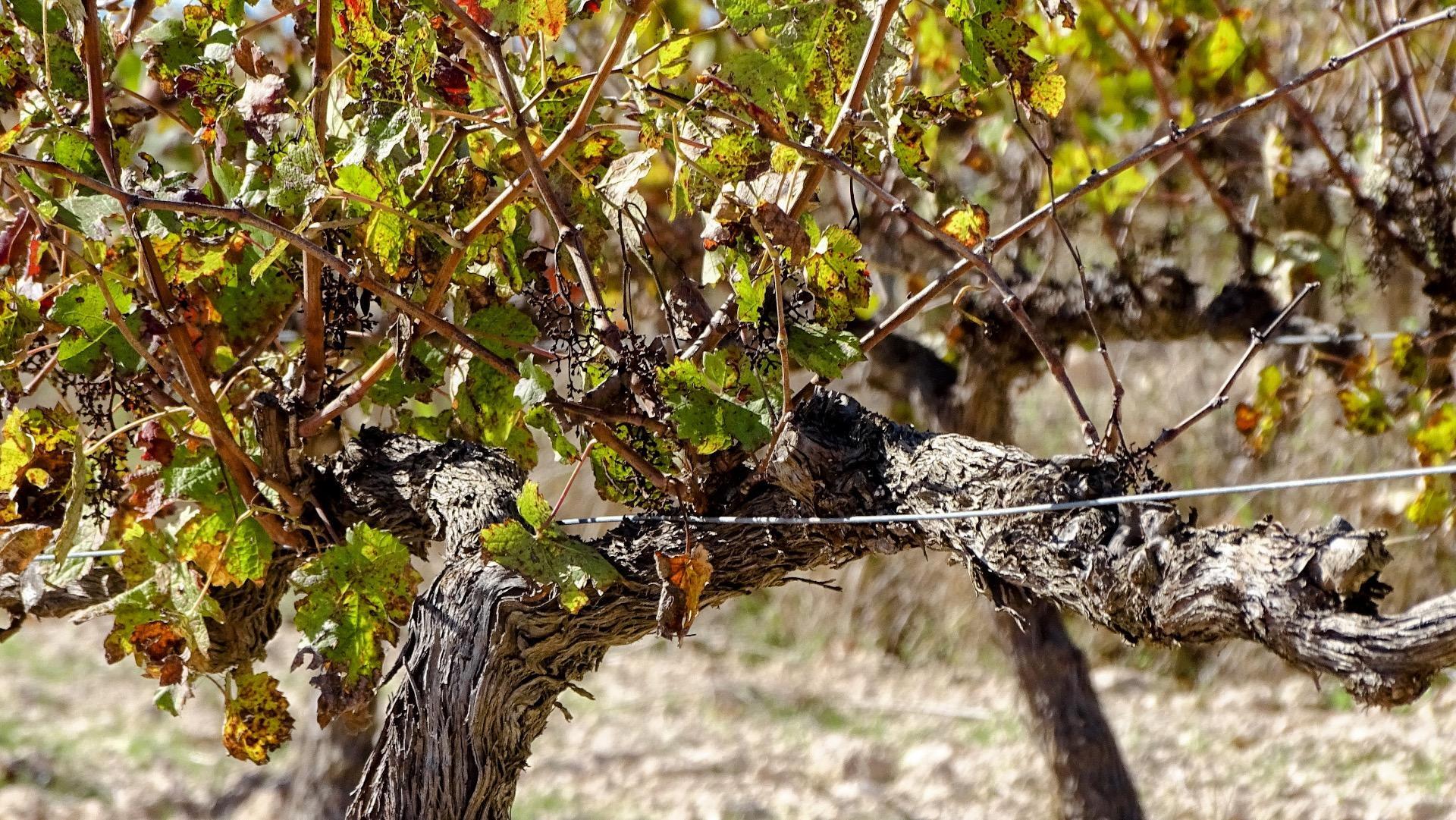 Finca de viñedos en la Toscana Valenciana.