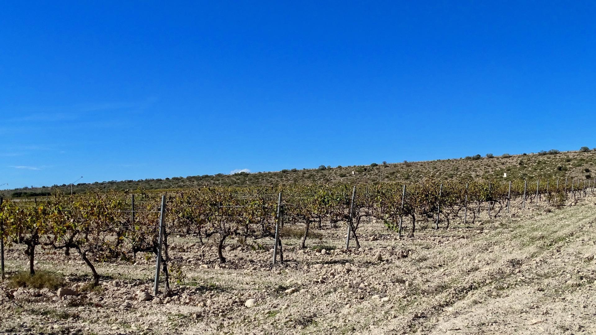 Finca de viñedos en la Toscana Valenciana.