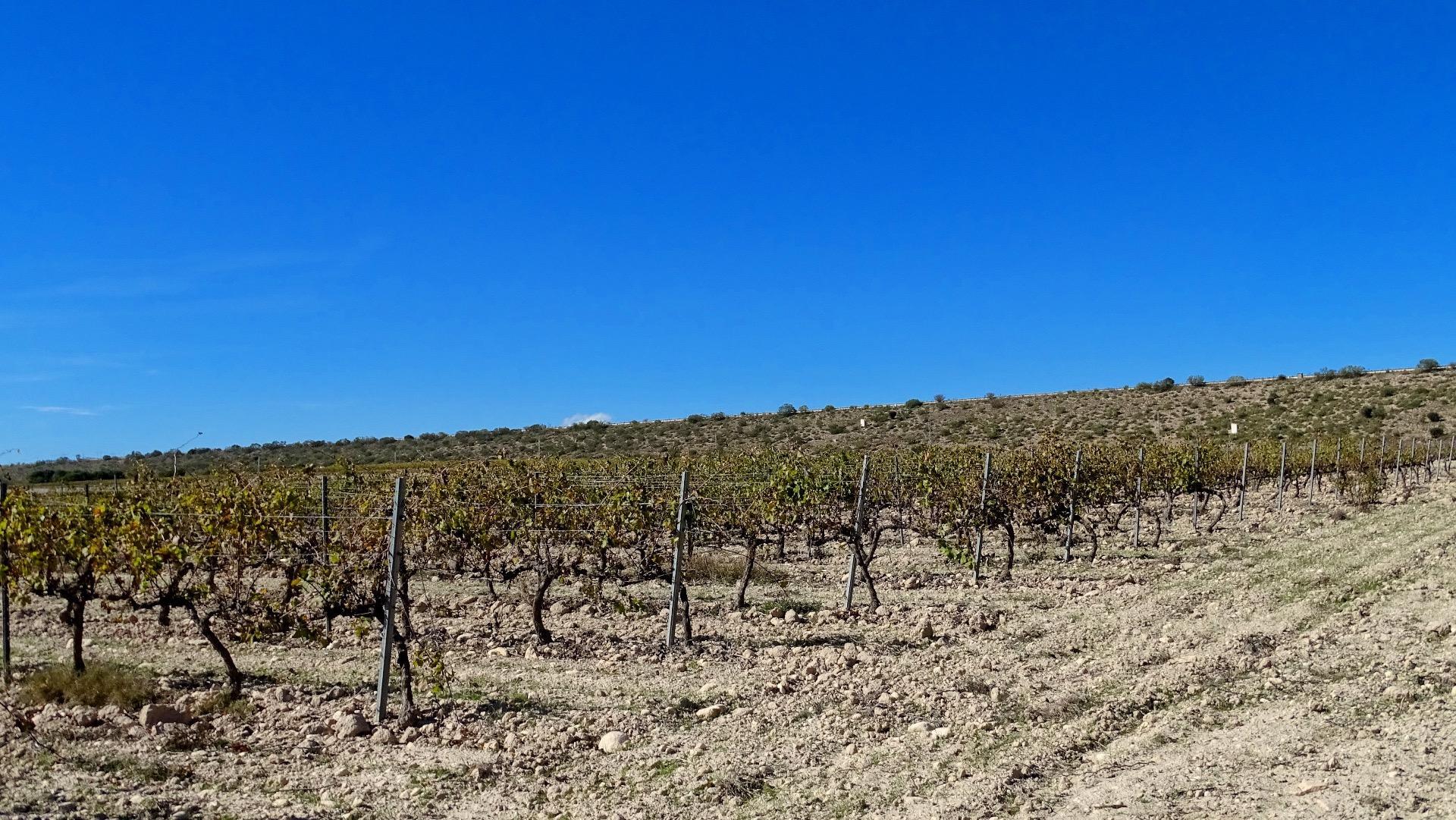 Finca de viñedos en la Toscana Valenciana.