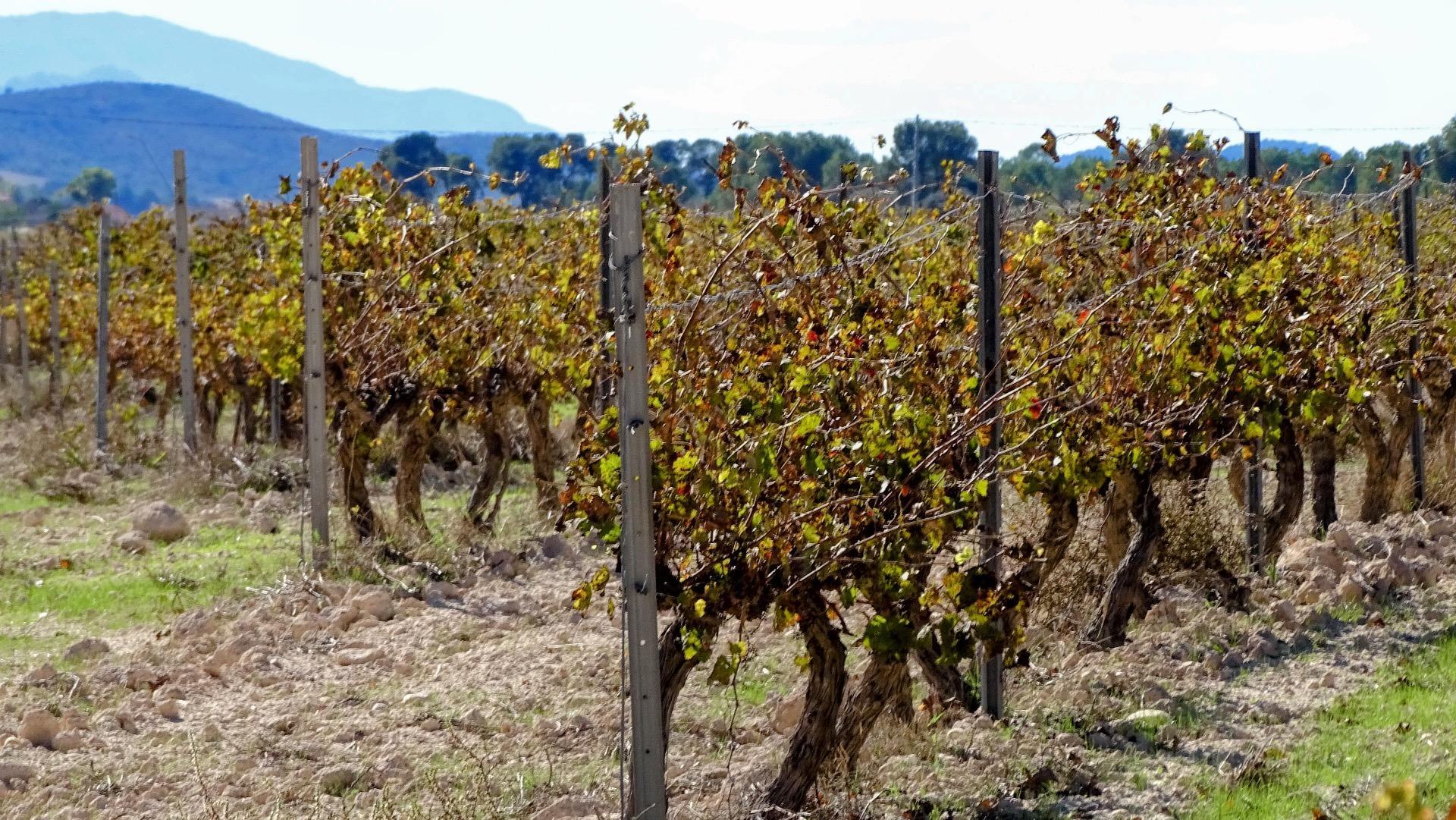 Finca de viñedos en la Toscana Valenciana.