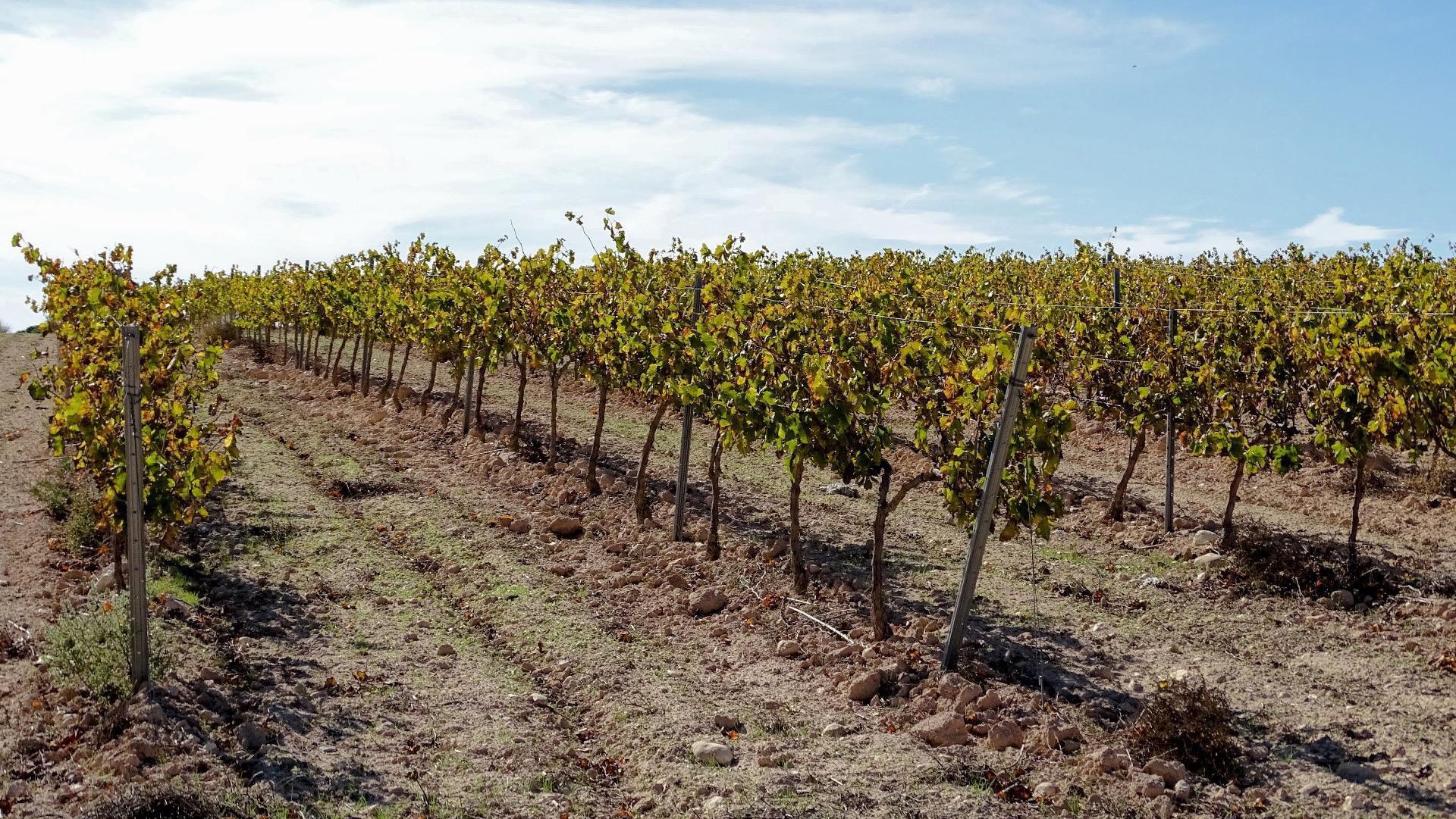 Finca de viñedos en la Toscana Valenciana.