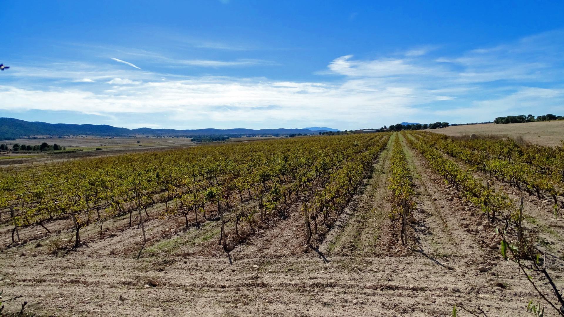 Finca de viñedos en la Toscana Valenciana.