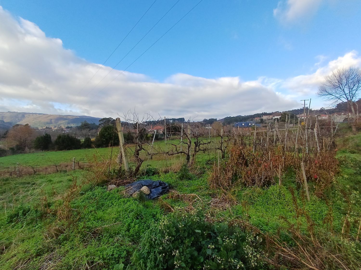 Fincas y solares-Venta-A CaÃ±iza-2041065-Foto-15