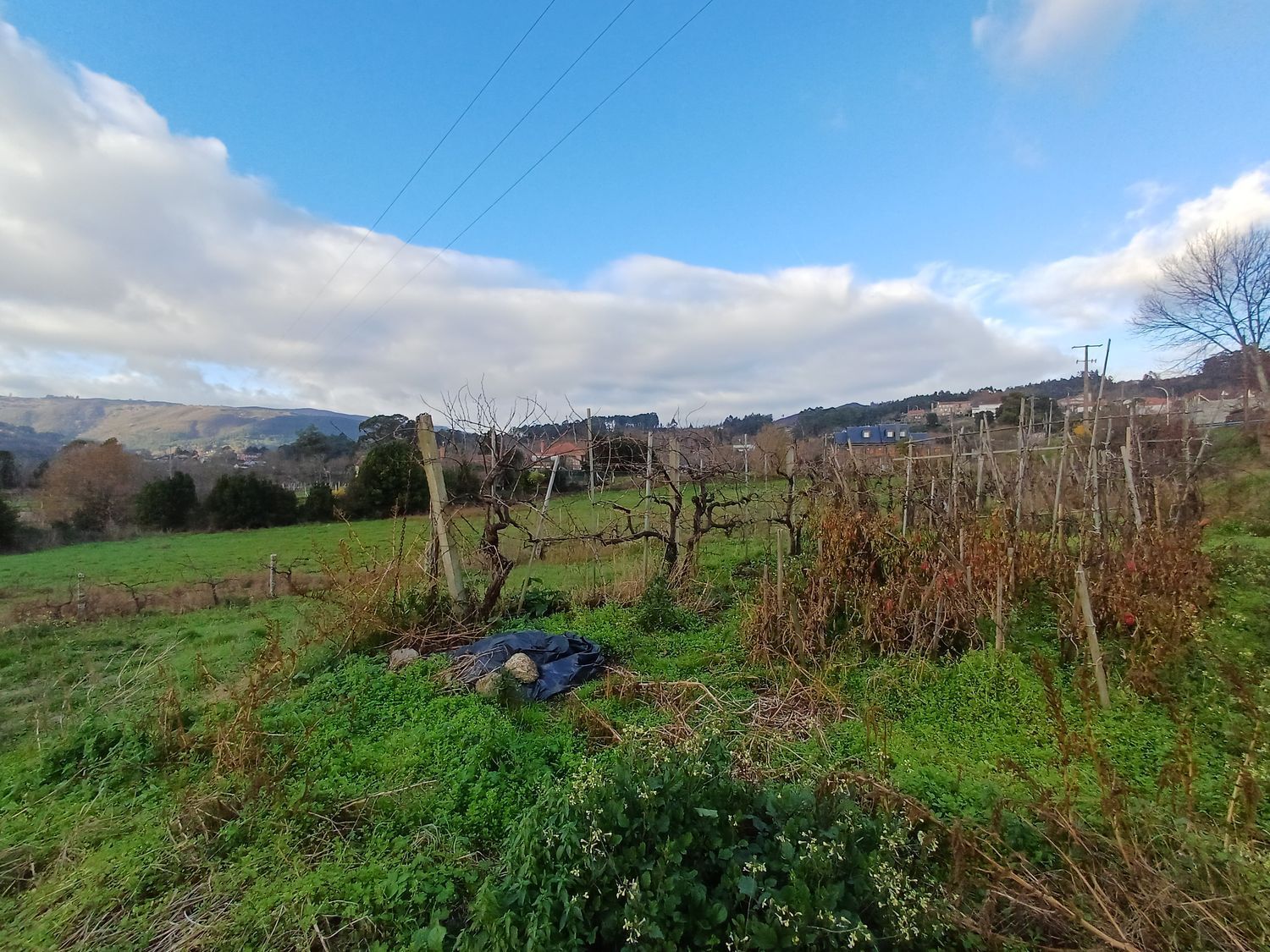 Fincas y solares-Venta-A CaÃ±iza-2041065-Foto-16