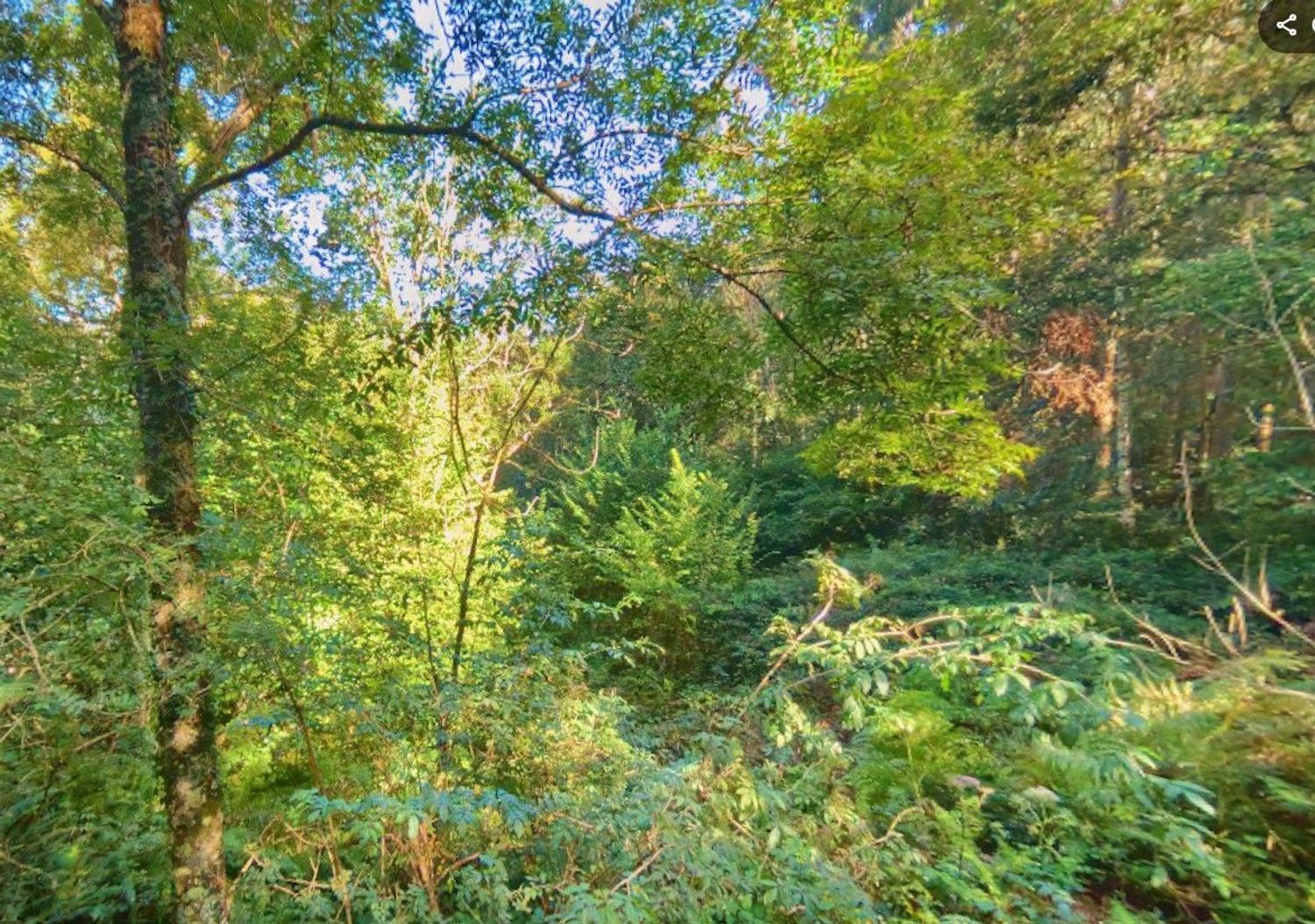 Fincas y solares-Venta-Les Avellanes i Santa Linya-2044320-Foto-5