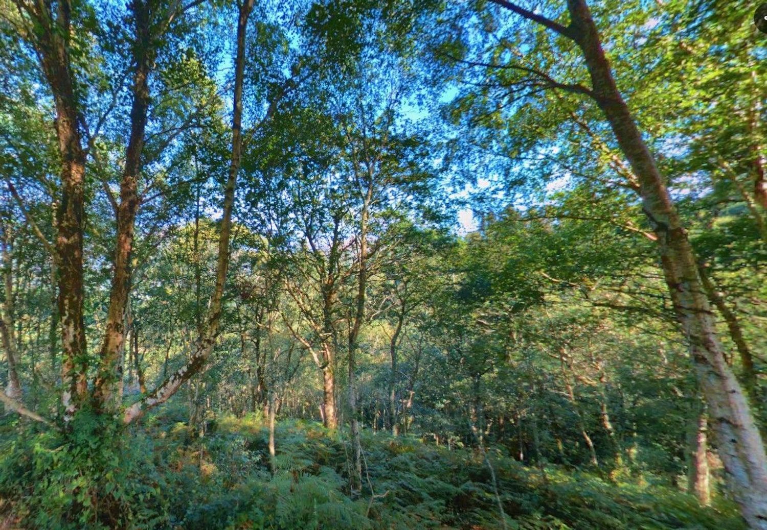 Fincas y solares-Venta-Les Avellanes i Santa Linya-2044320-Foto-6