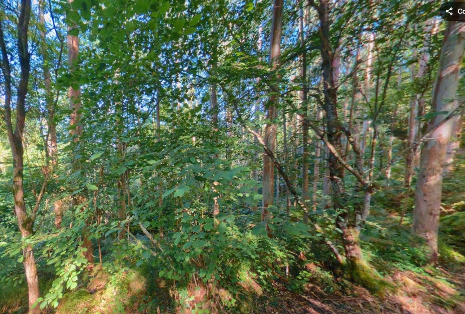 Fincas y solares-Venta-Les Avellanes i Santa Linya-2044320-Foto-7