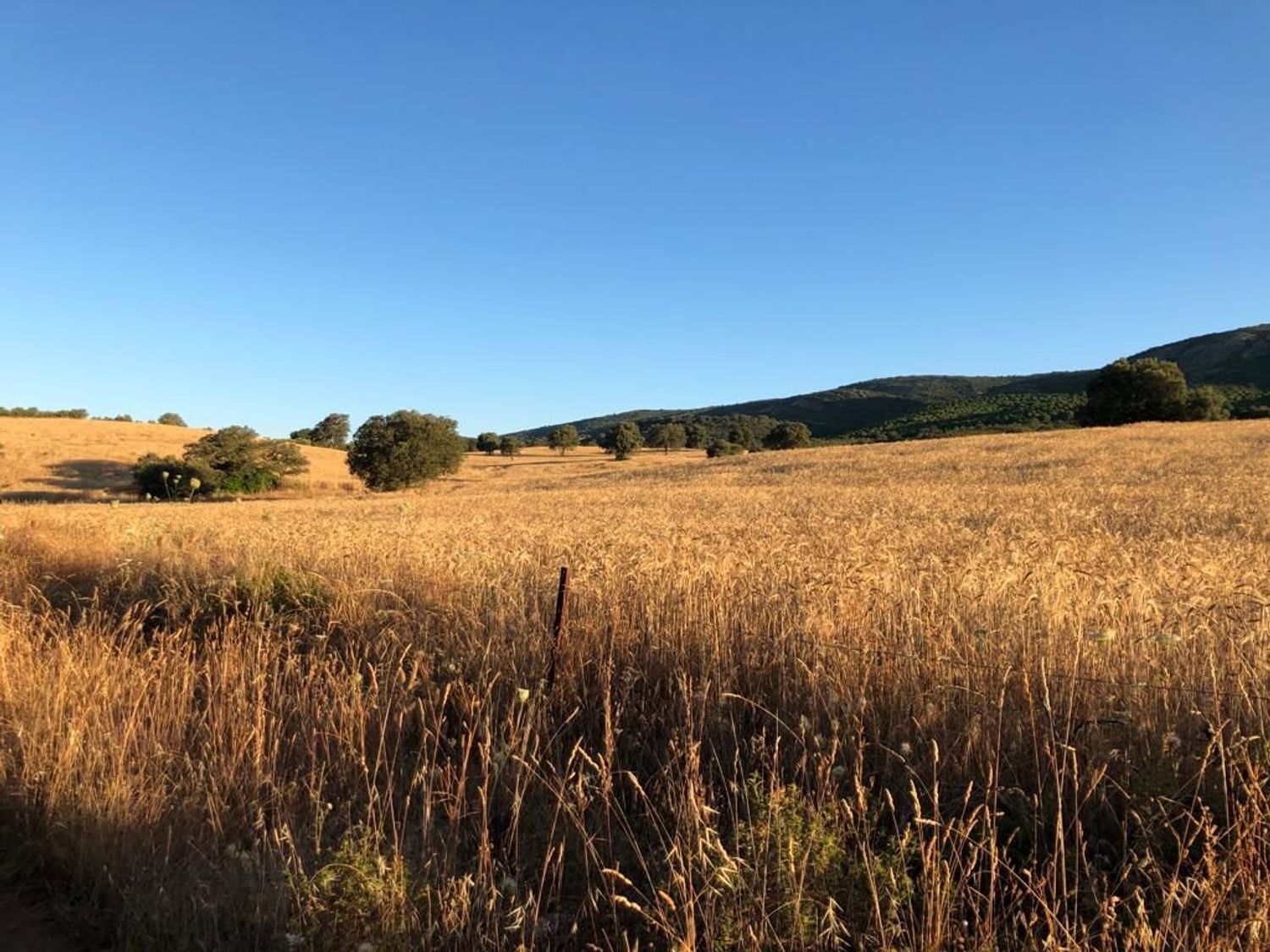 Fincas y solares-Venta-ChillÃ³n-1507555-Foto-22