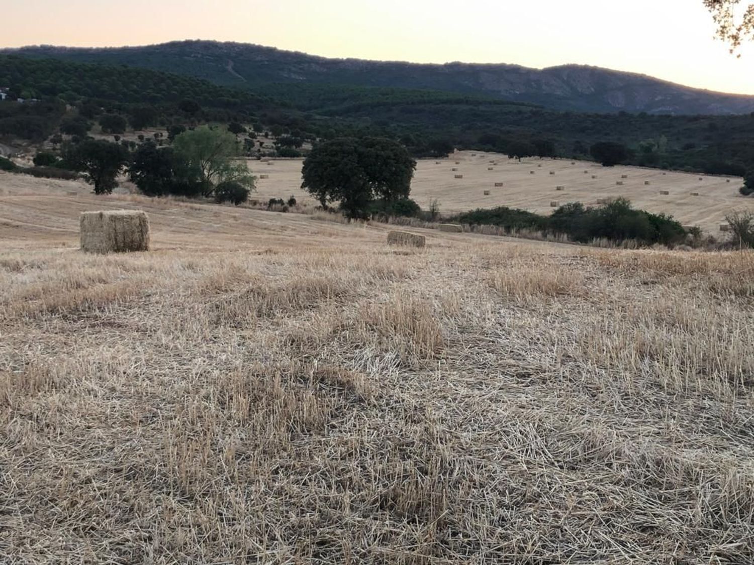 Fincas y solares-Venta-ChillÃ³n-1507555-Foto-21