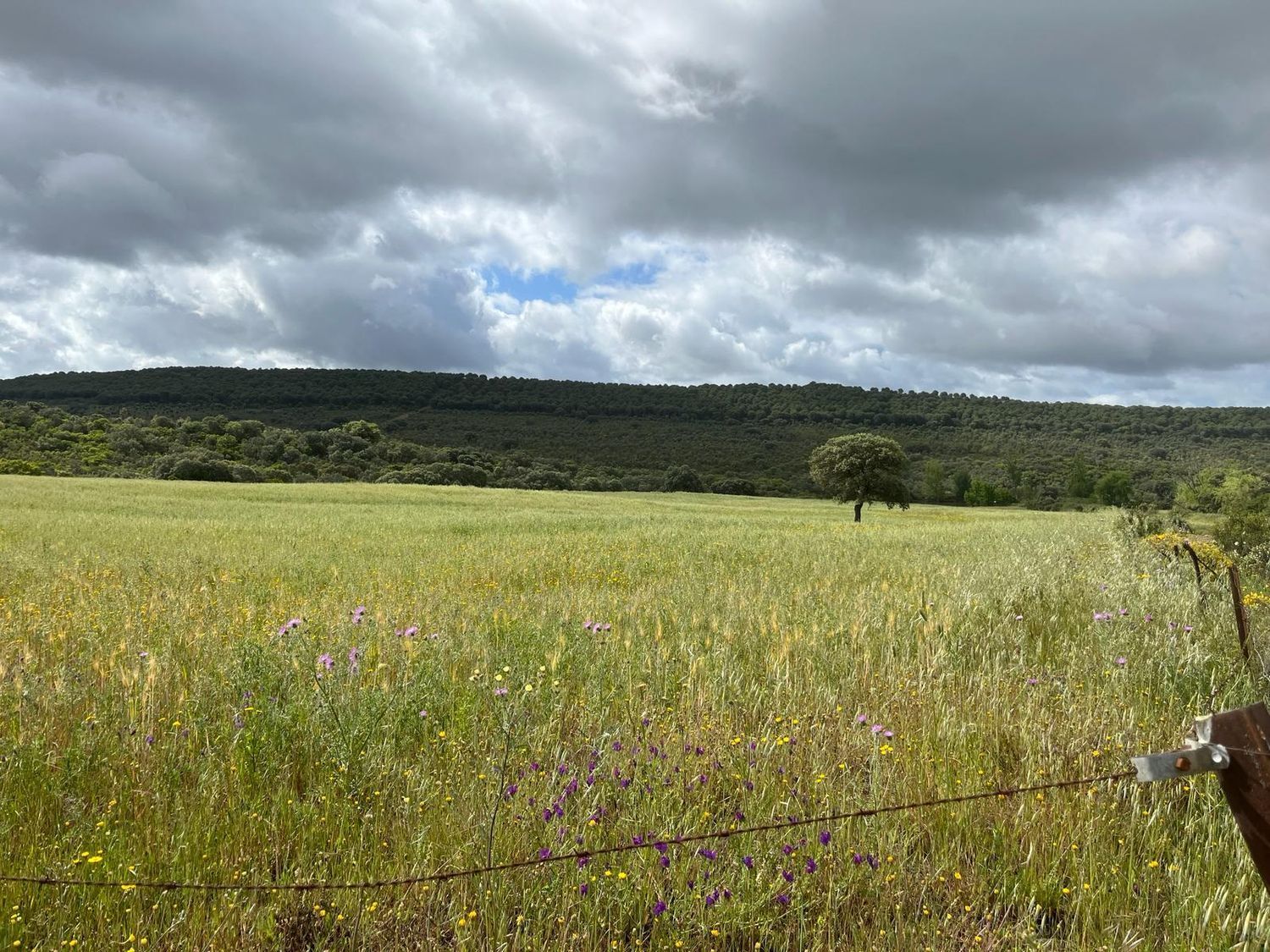 Fincas y solares-Venta-ChillÃ³n-1507555-Foto-17