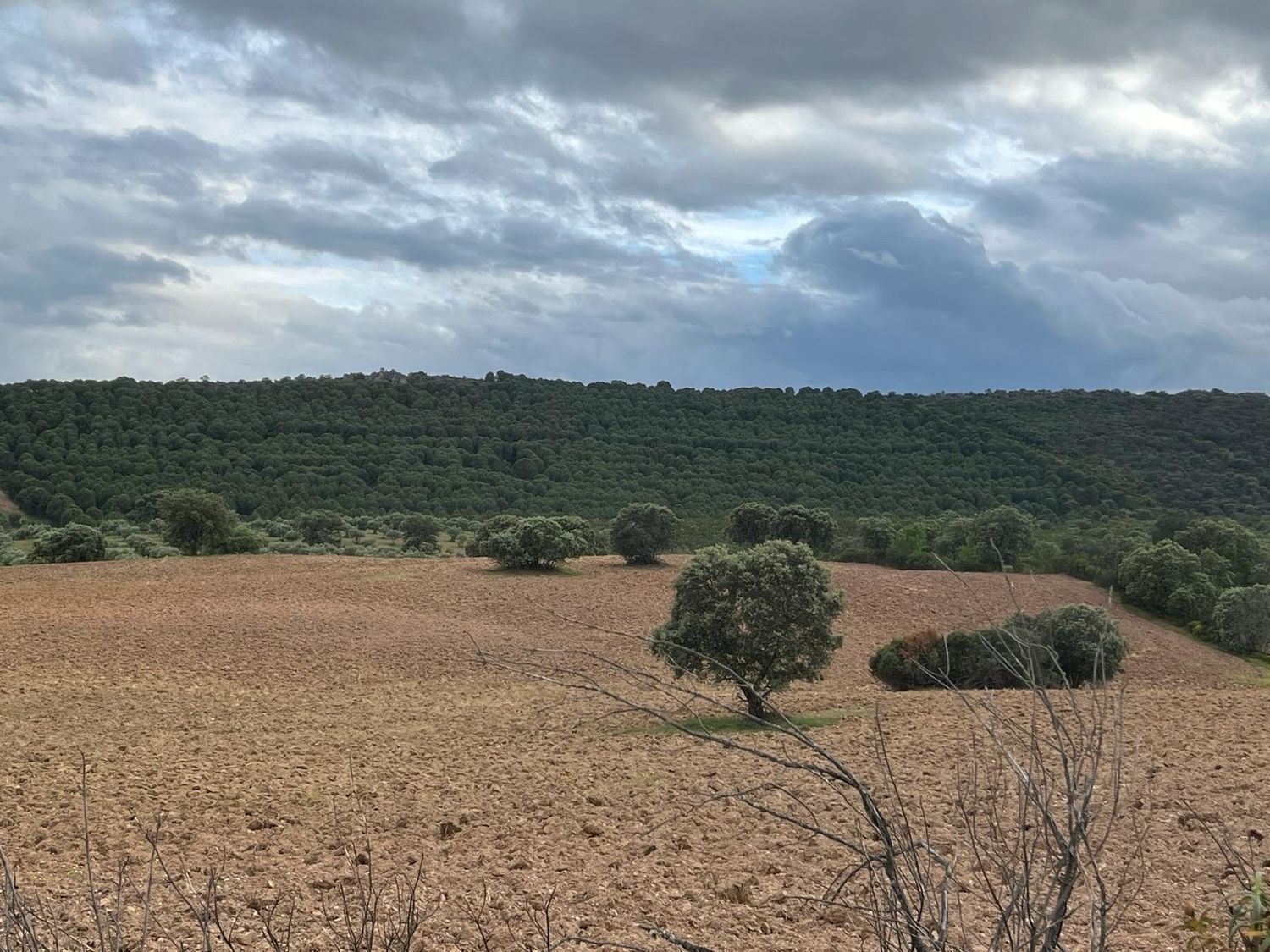 Fincas y solares-Venta-ChillÃ³n-1507555-Foto-34