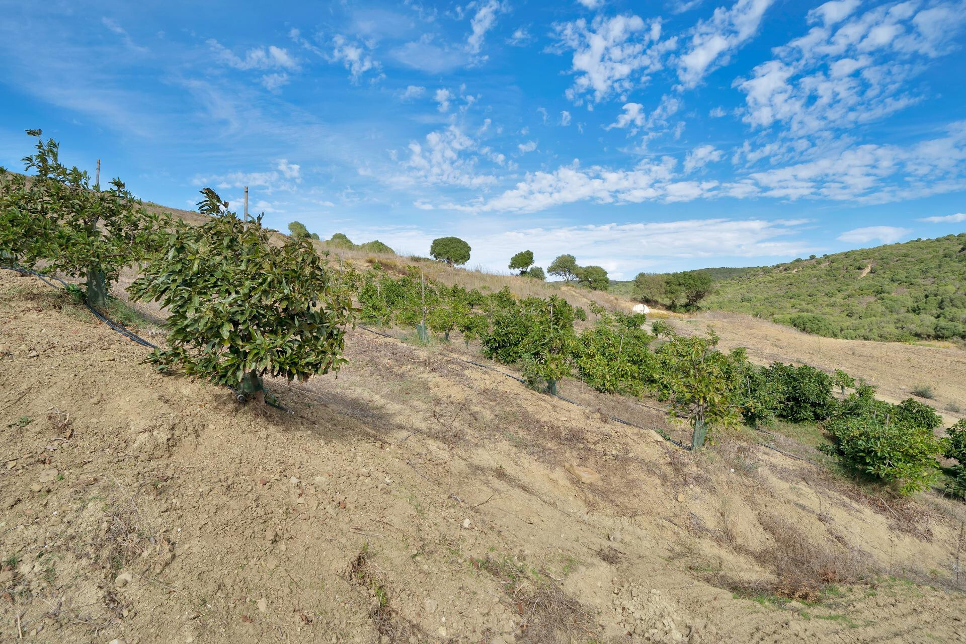 Fincas y solares-Venta-Manilva-1832825-Foto-24