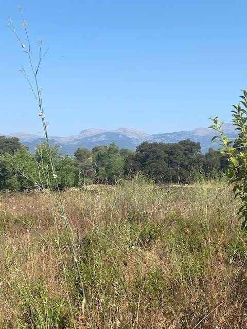 Fincas y solares-Venta-Costitx-2045407-Foto-4