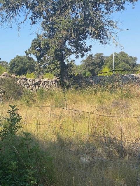 Fincas y solares-Venta-Costitx-2045407-Foto-6