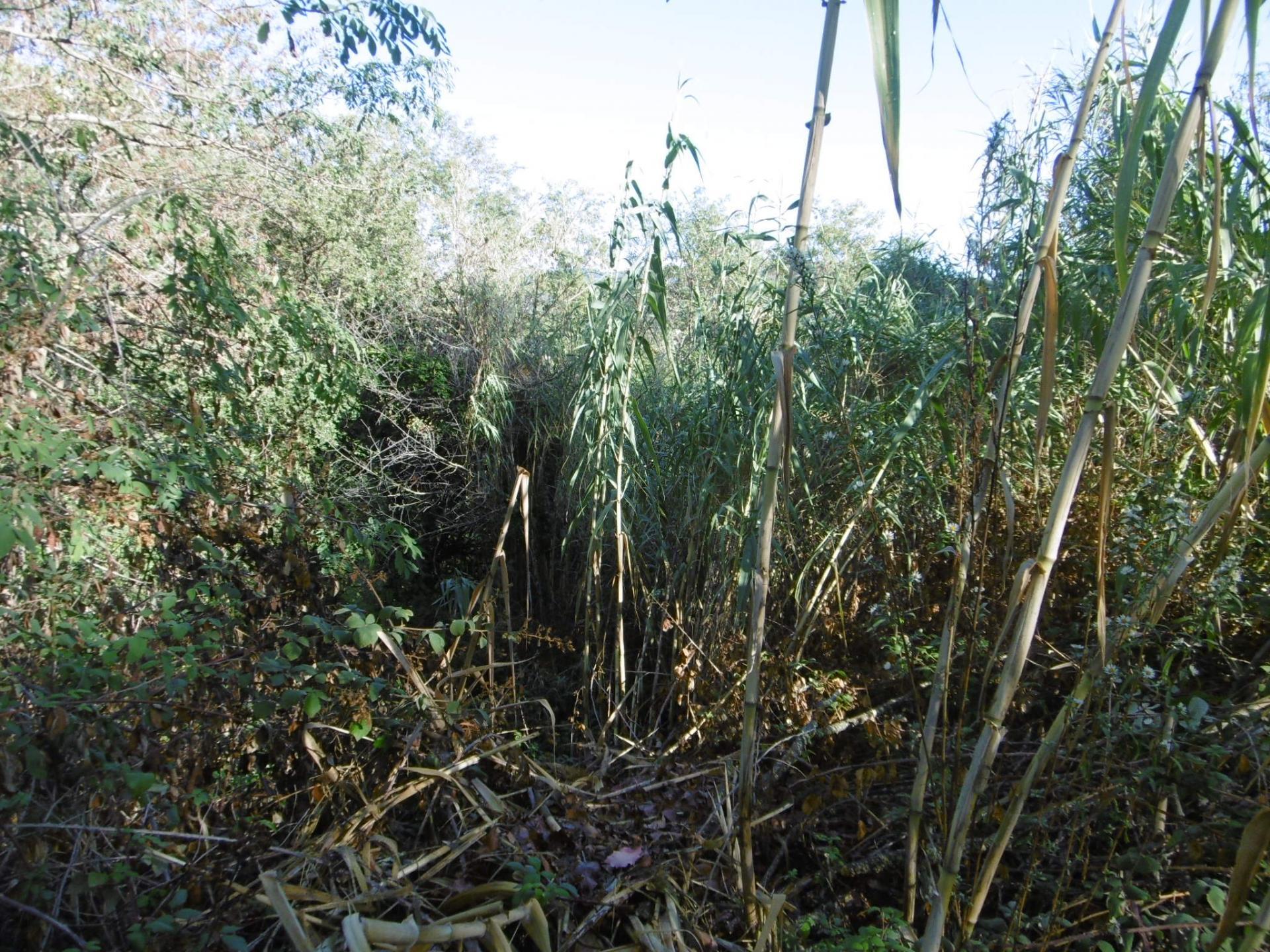 Fincas y solares-Venta-ArbÃºcies-1893742-Foto-9