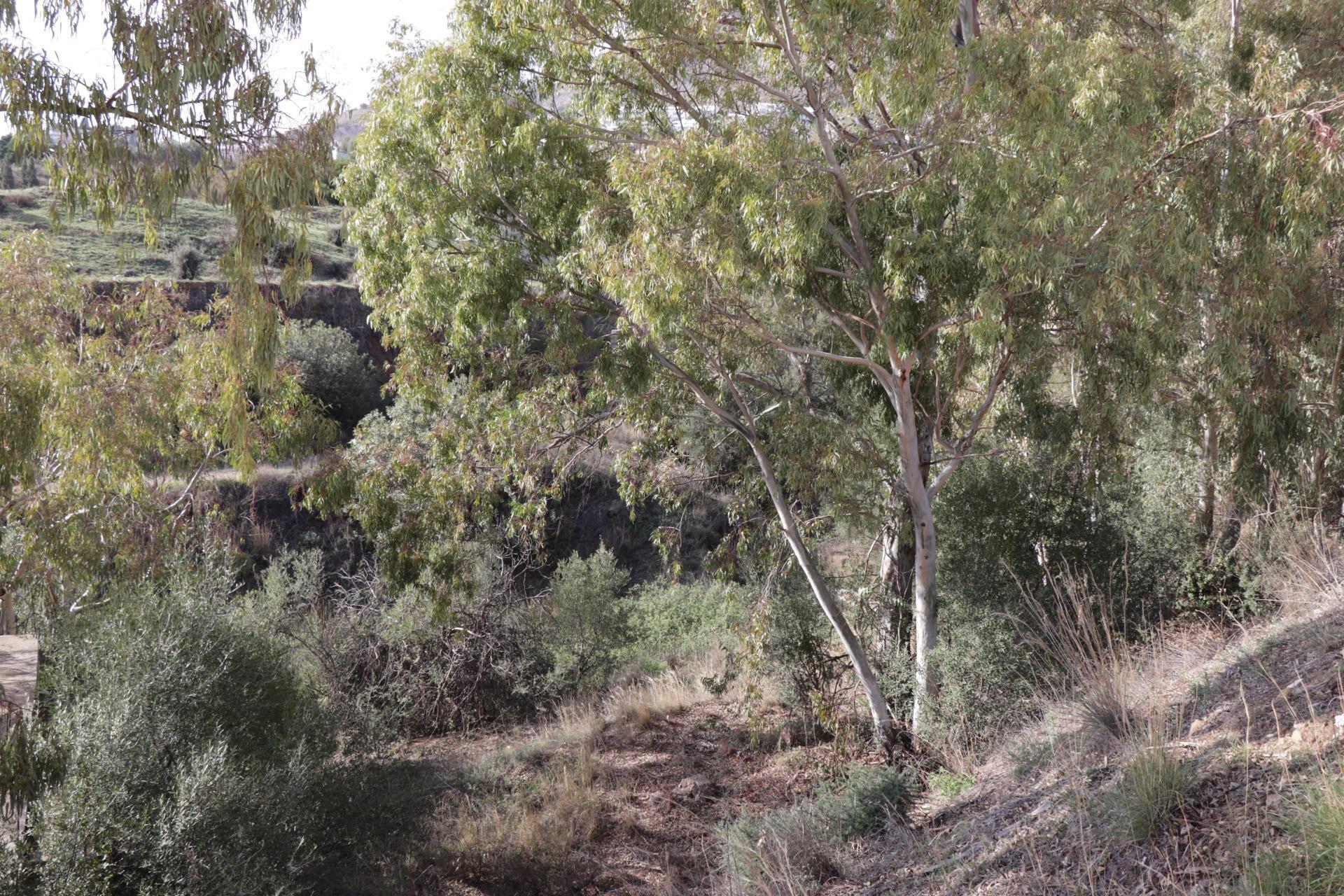 Fincas y solares-Venta-BenalmÃ¡dena-1482404-Foto-28