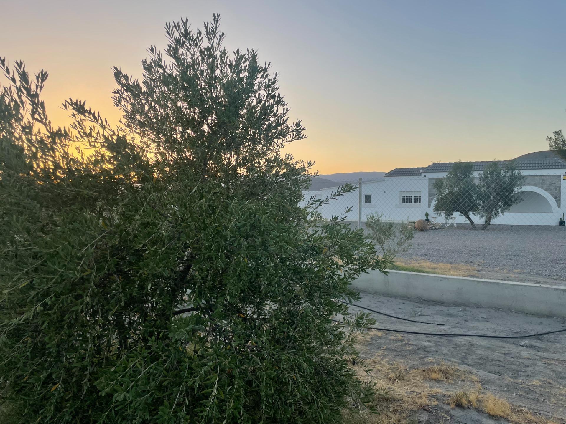 Pisos-Venta-Tabernas-1841816-Foto-53