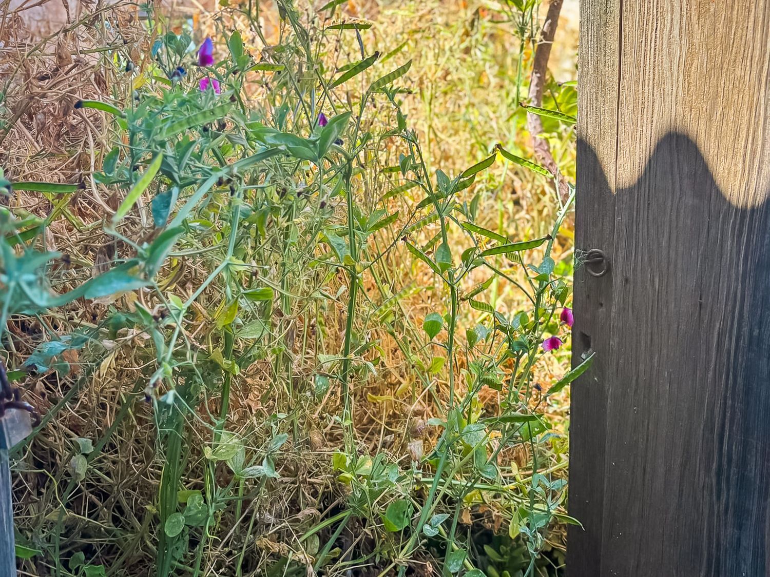 Casas o chalets-Venta-Valleseco-2060733-Foto-51