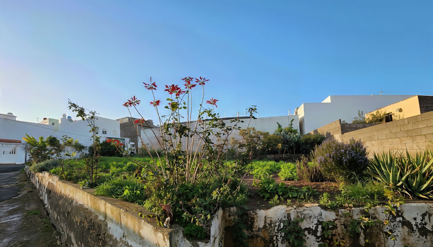 Fincas y solares-Venta-Santa MarÃ­a de GuÃ­a de Gran Canaria-2091815-Foto-5