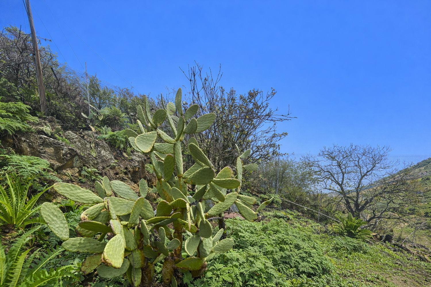 Casas o chalets-Venta-Vega de San Mateo-2060760-Foto-22