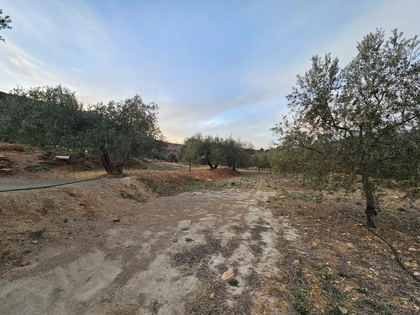 Fincas y solares-Venta-FondÃ³n-1047215-Foto-17