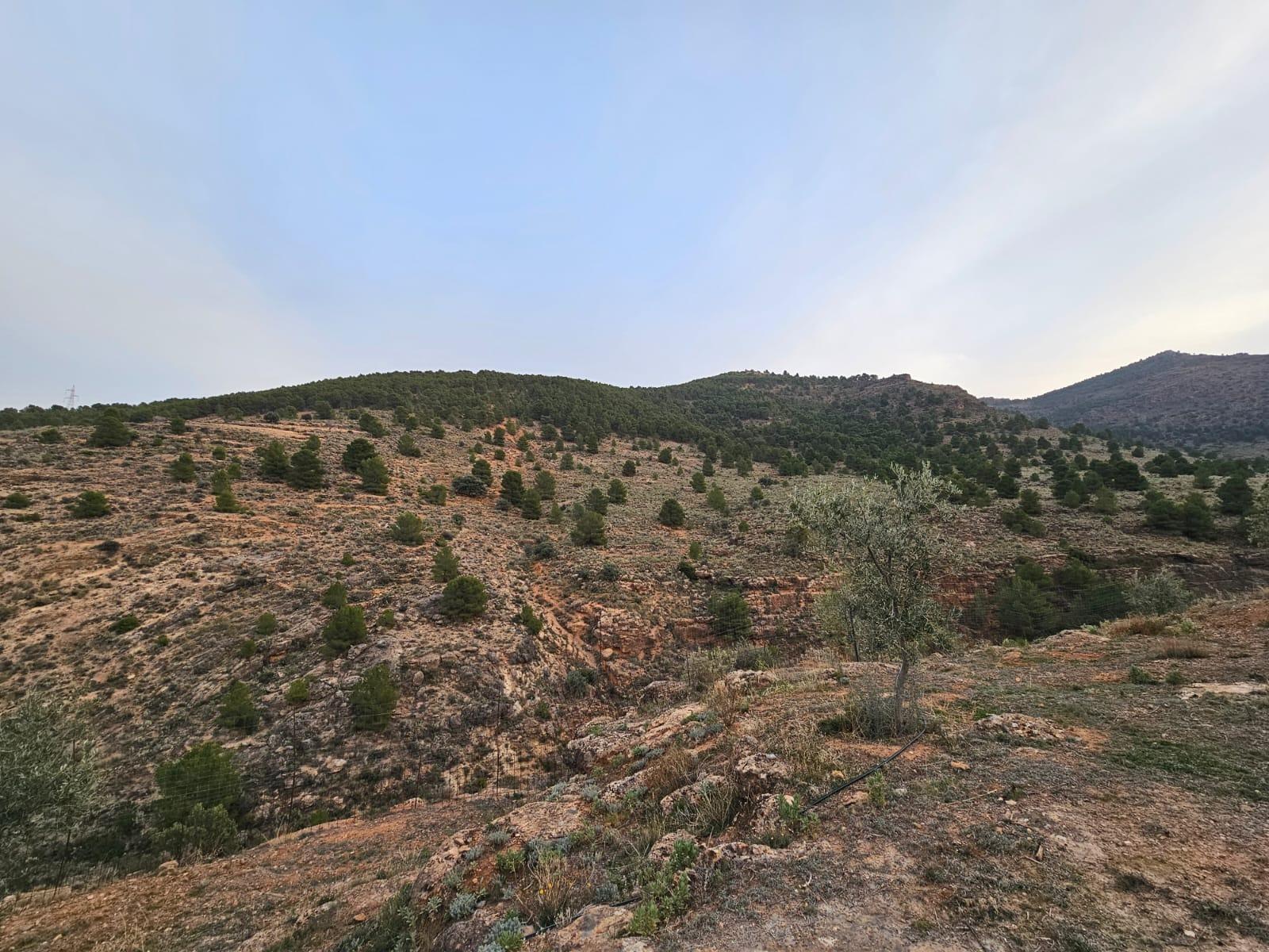 Fincas y solares-Venta-FondÃ³n-1047215-Foto-16