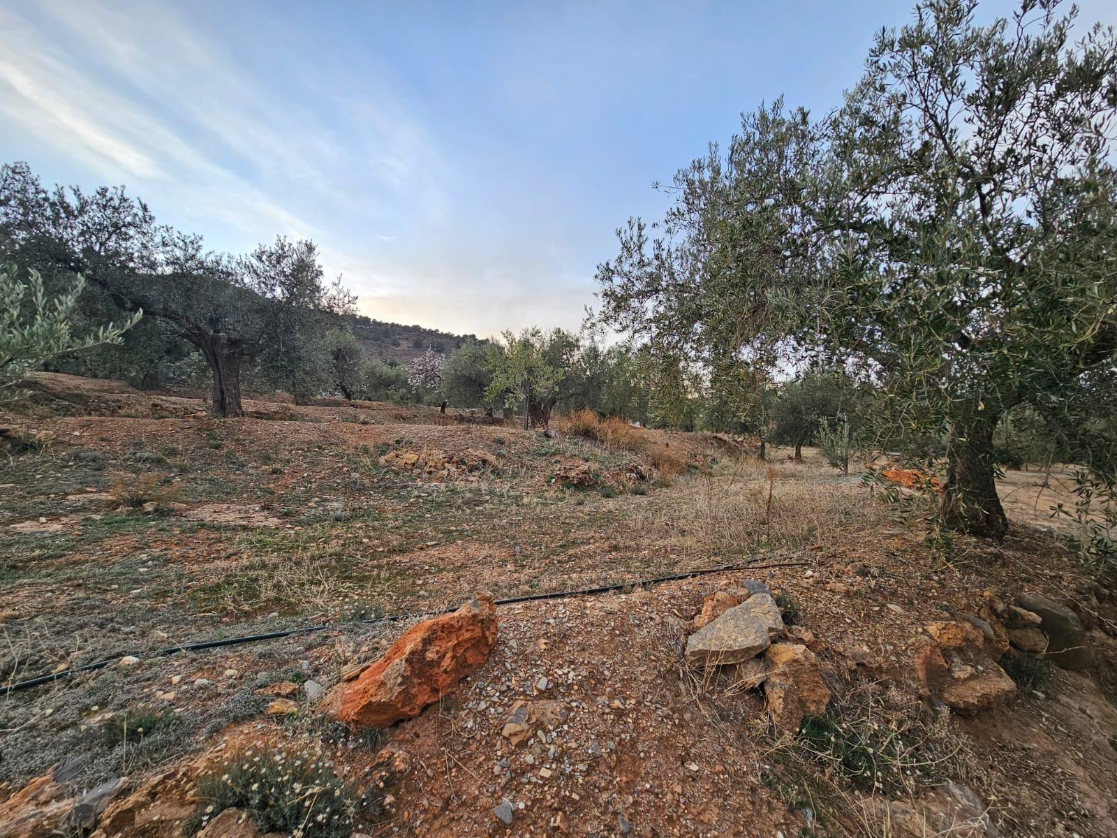 Fincas y solares-Venta-FondÃ³n-1047215-Foto-12