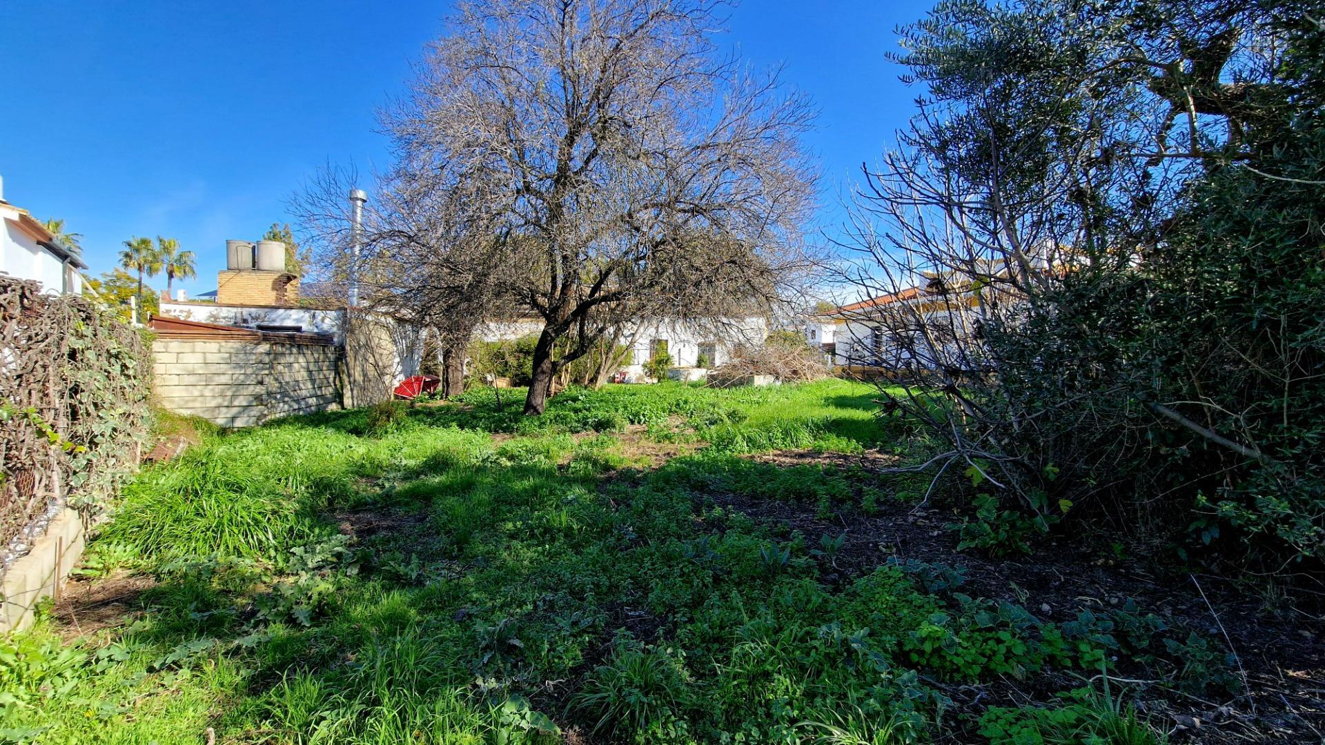 Fincas y solares-Venta-Valencina de la ConcepciÃ³n-2107610-Foto-4