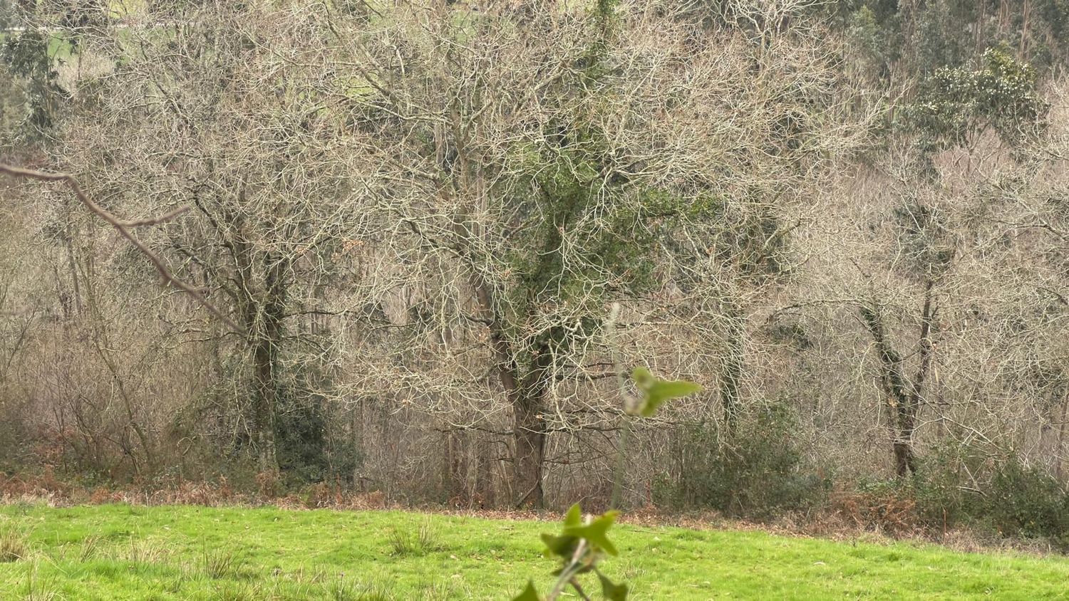 Fincas y solares-Venta-Les Avellanes i Santa Linya-2044320-Foto-9