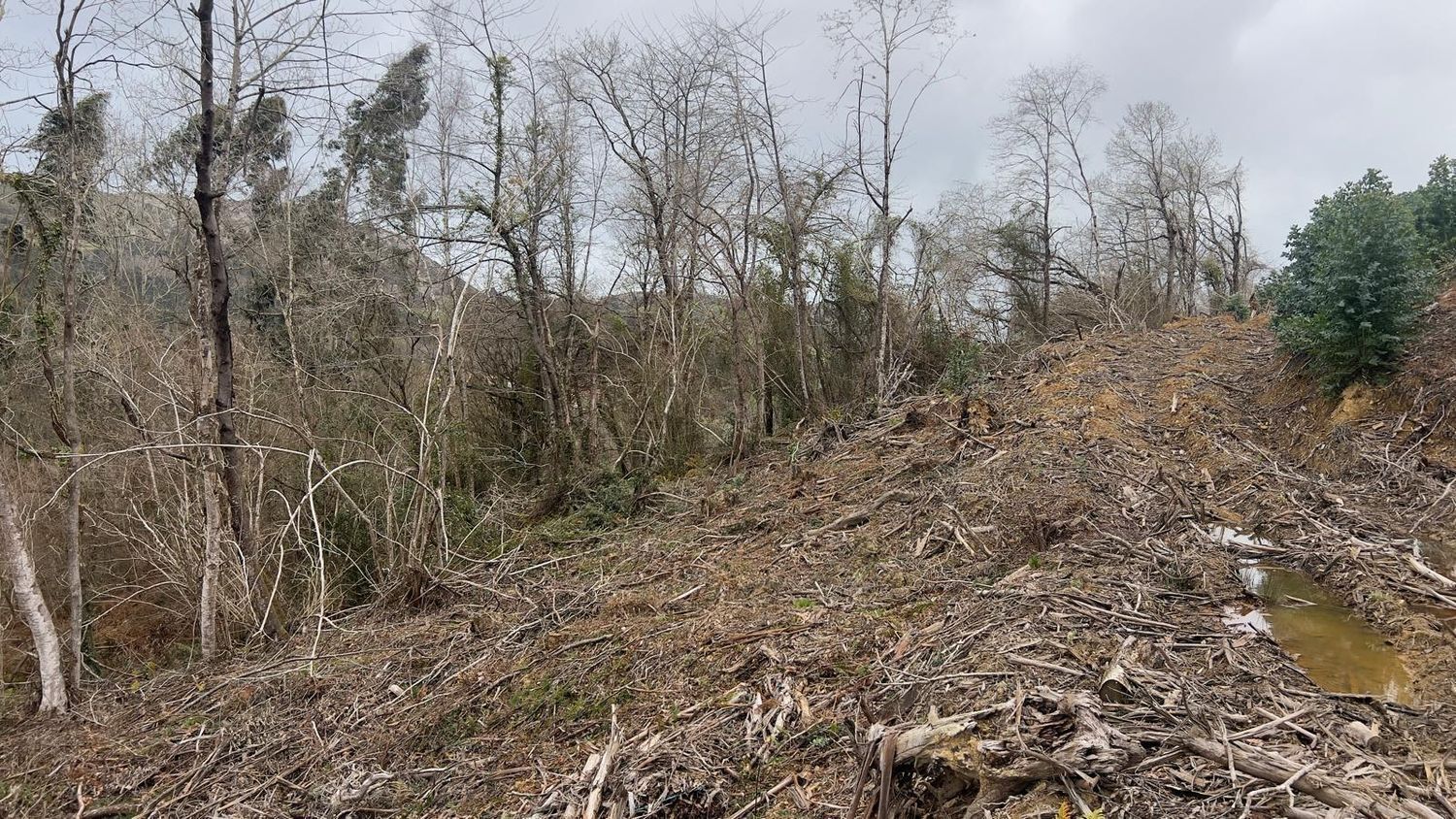 Fincas y solares-Venta-Les Avellanes i Santa Linya-2044320-Foto-11