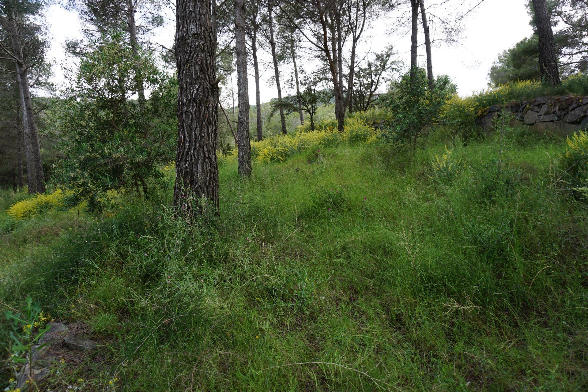 Fincas y solares-Venta-Riudecanyes-1886221-Foto-7