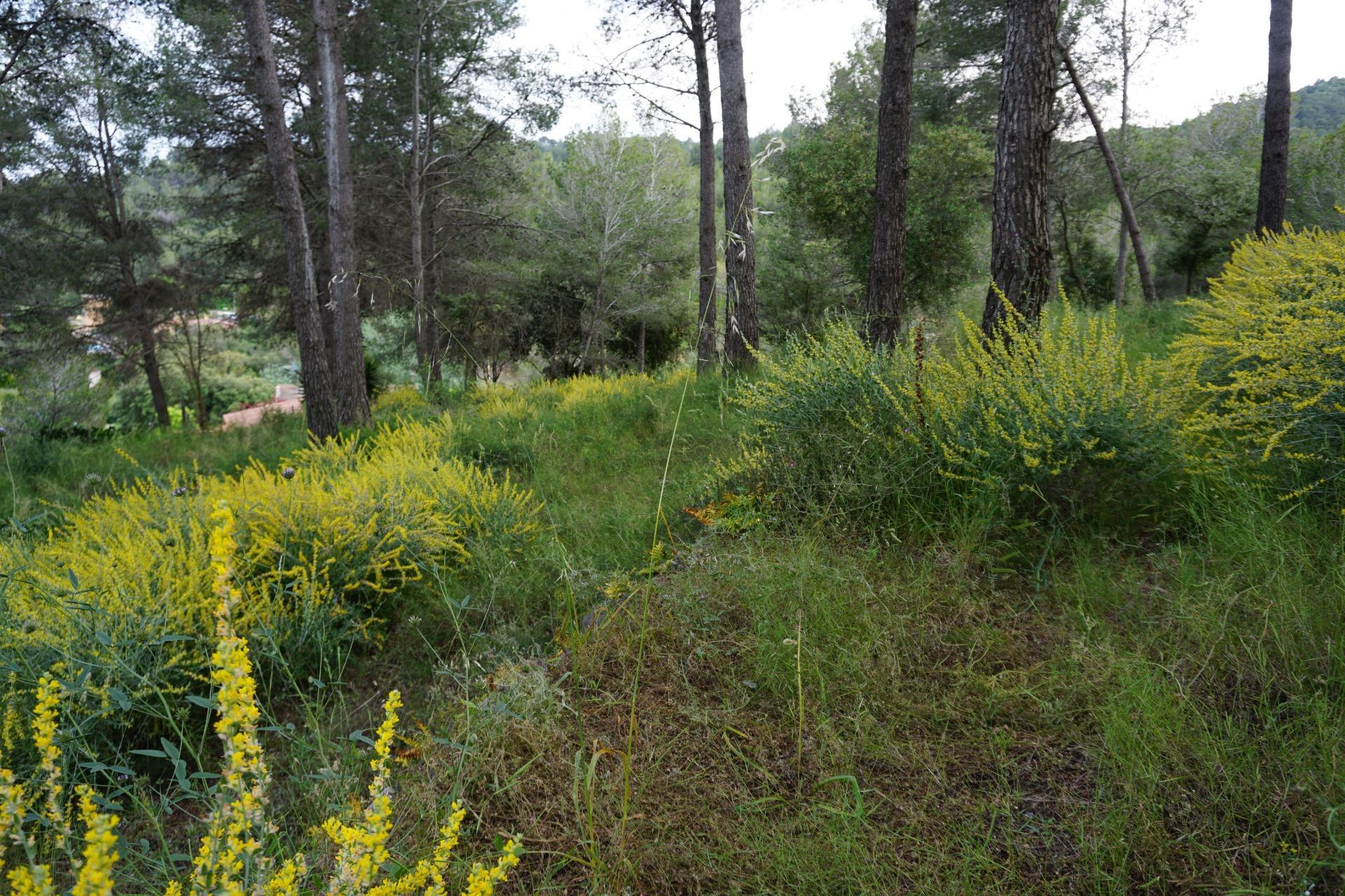 Fincas y solares-Venta-Riudecanyes-1886221-Foto-11