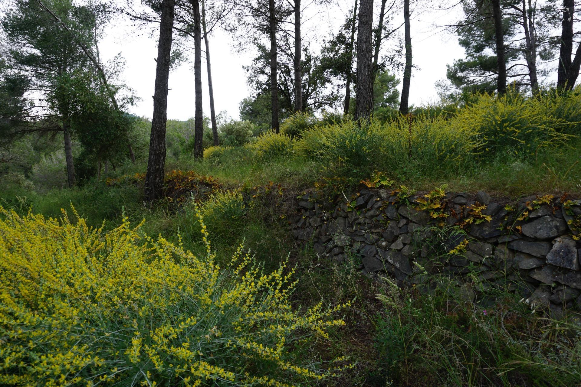 Fincas y solares-Venta-Riudecanyes-1886221-Foto-16