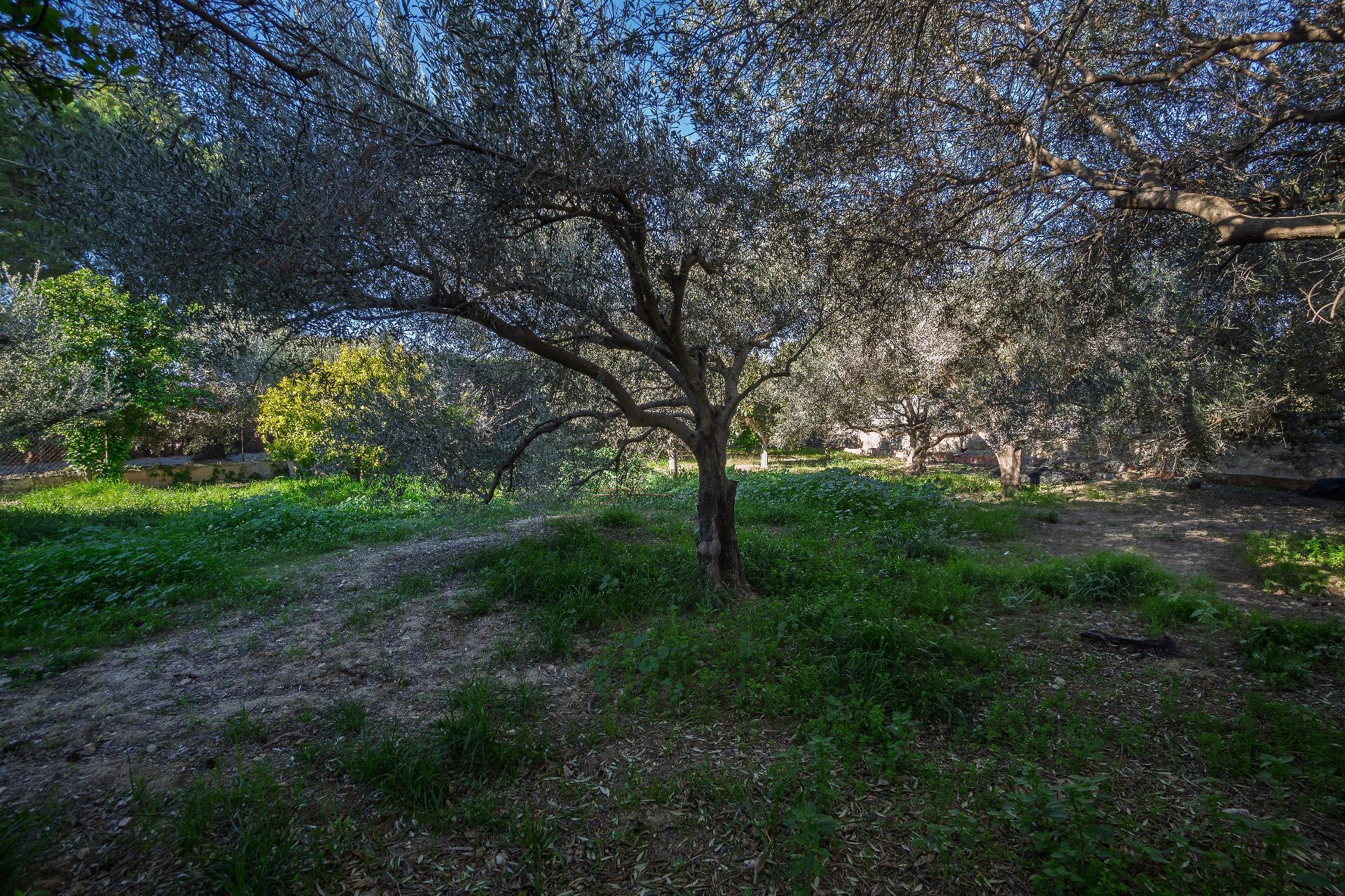 Casas o chalets-Venta-Elche-2064083-Foto-52