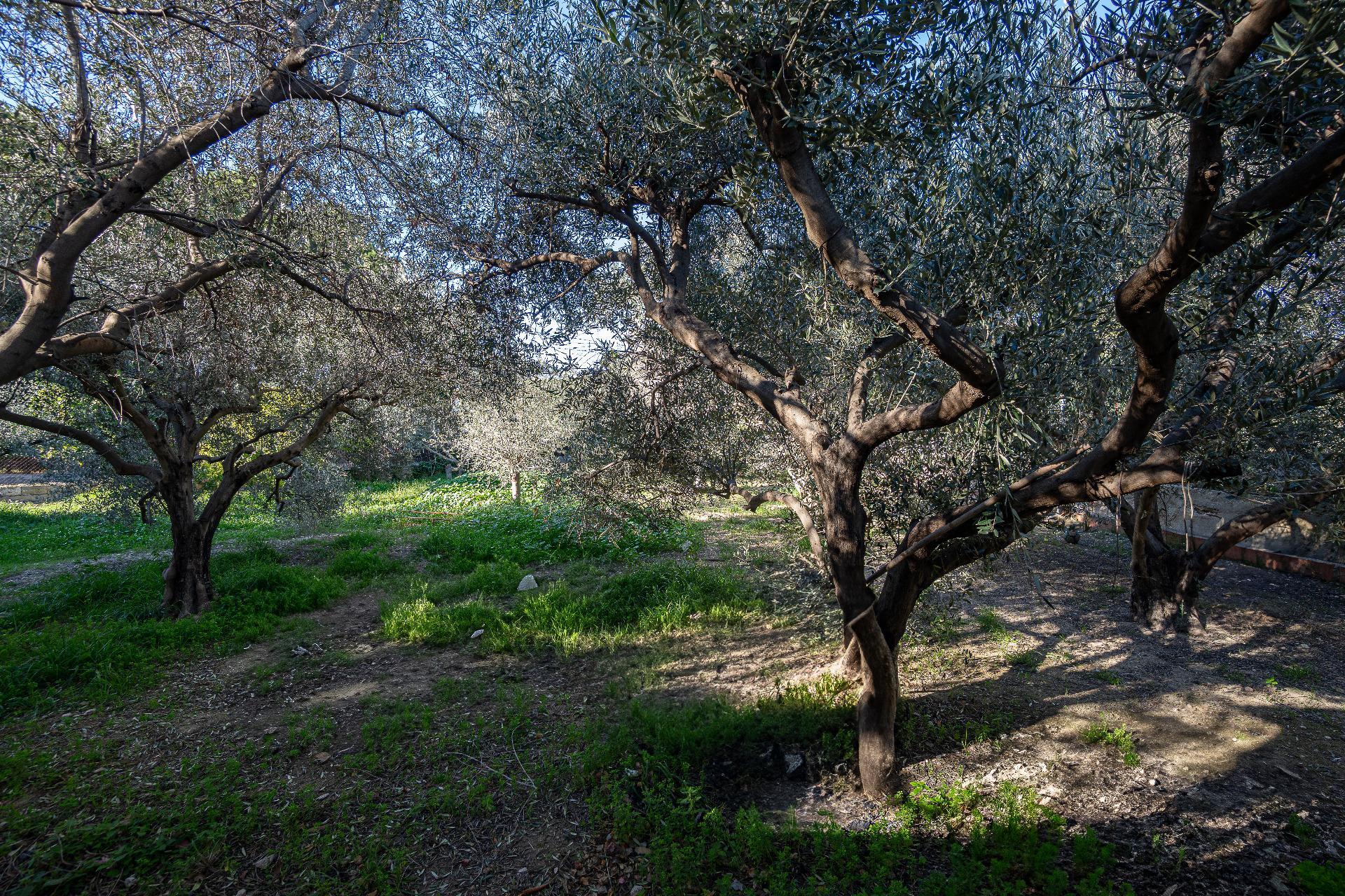 Casas o chalets-Venta-Elche-2064083-Foto-51